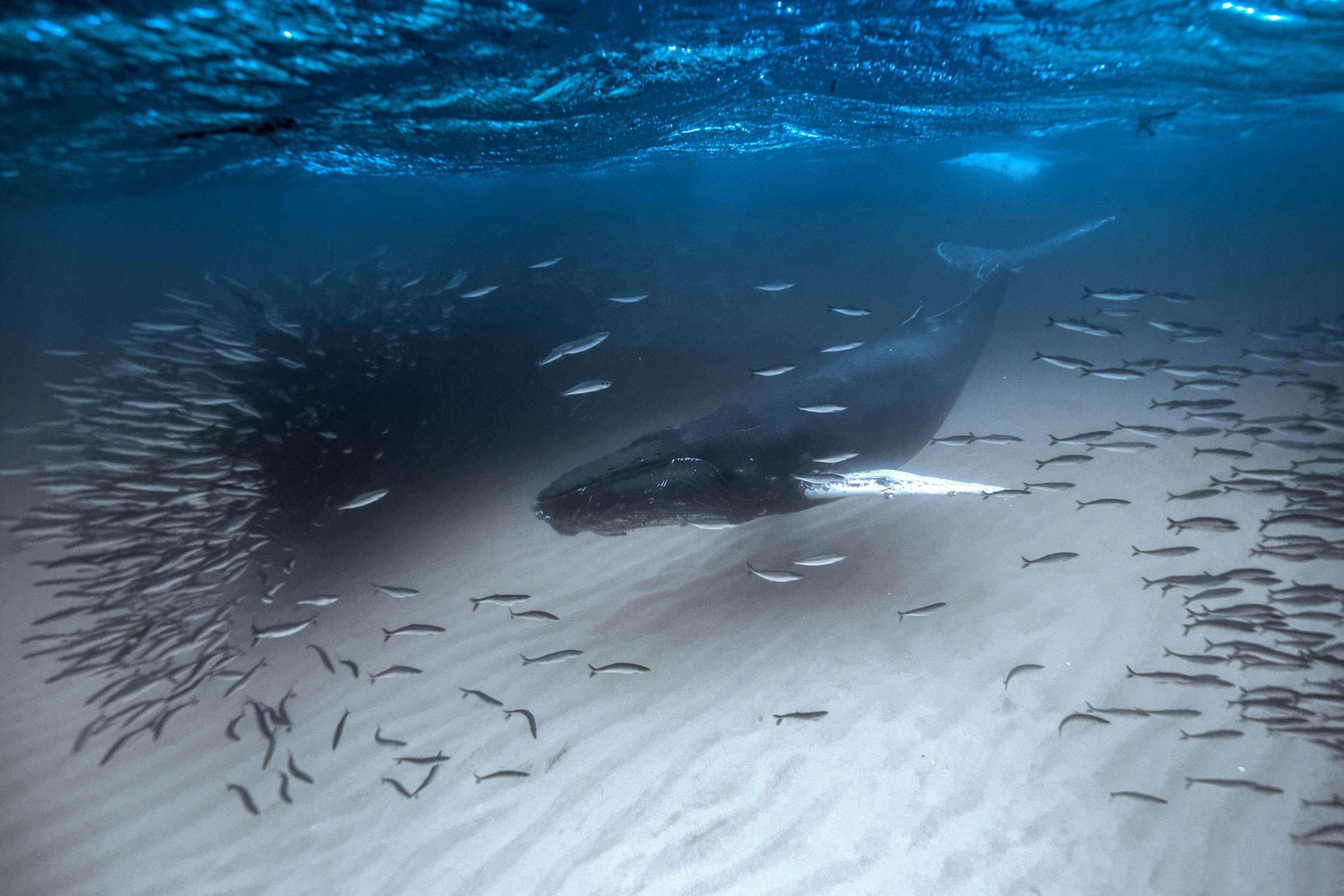 humpback whale feeding
