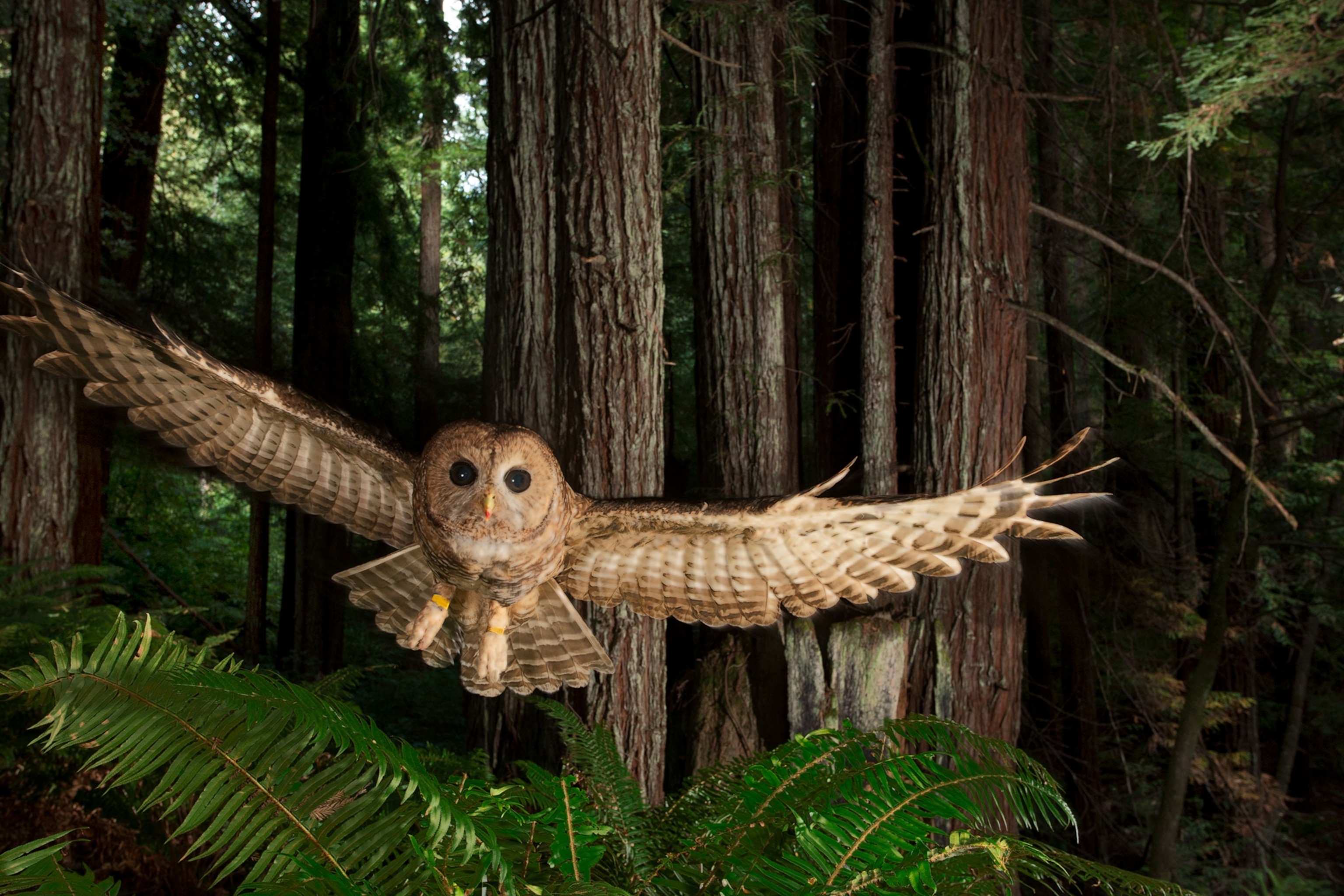 an owl