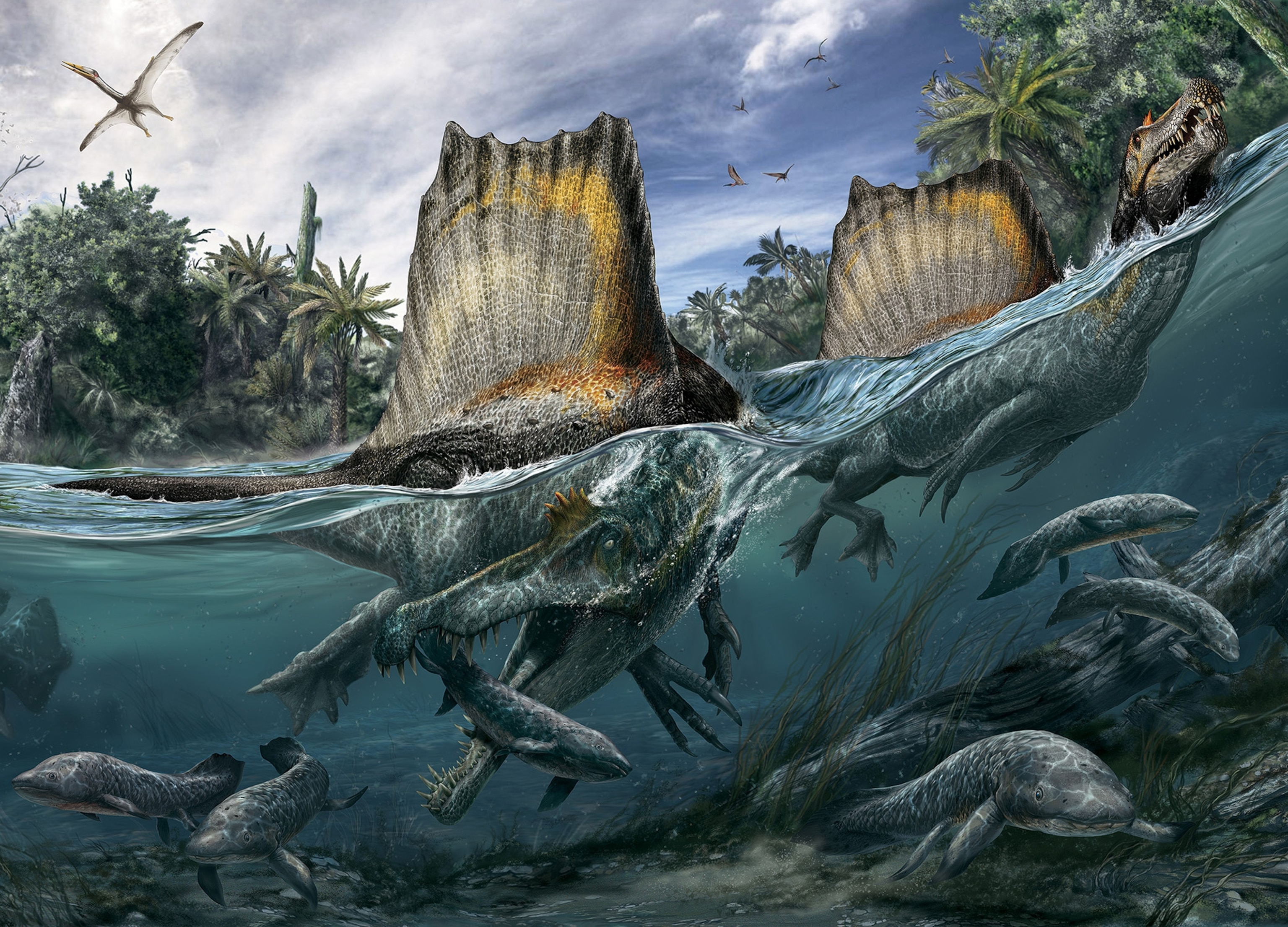 two Spinosaurus in water