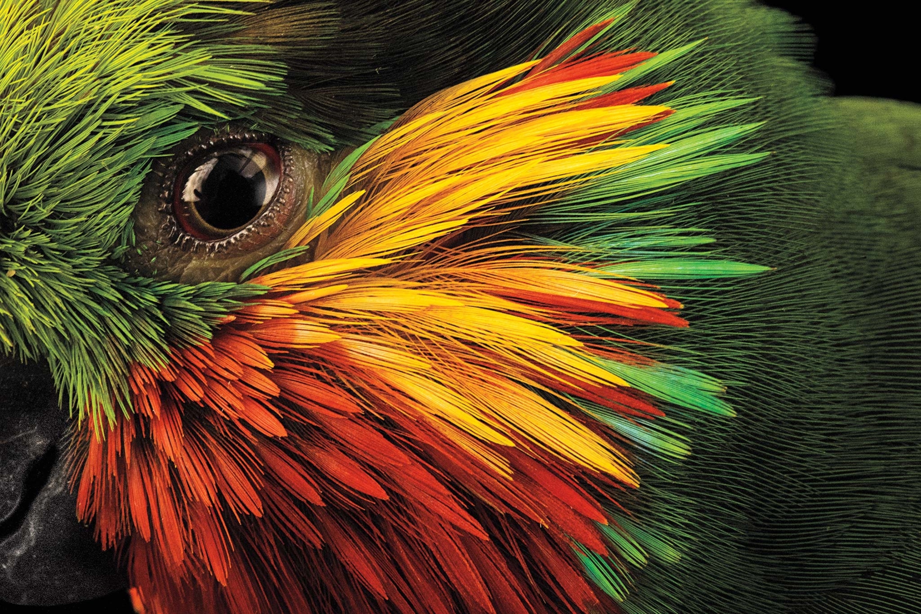 A close-up of the eye of an Edward's fig parrot surrounded by yellow, red, and green feathers