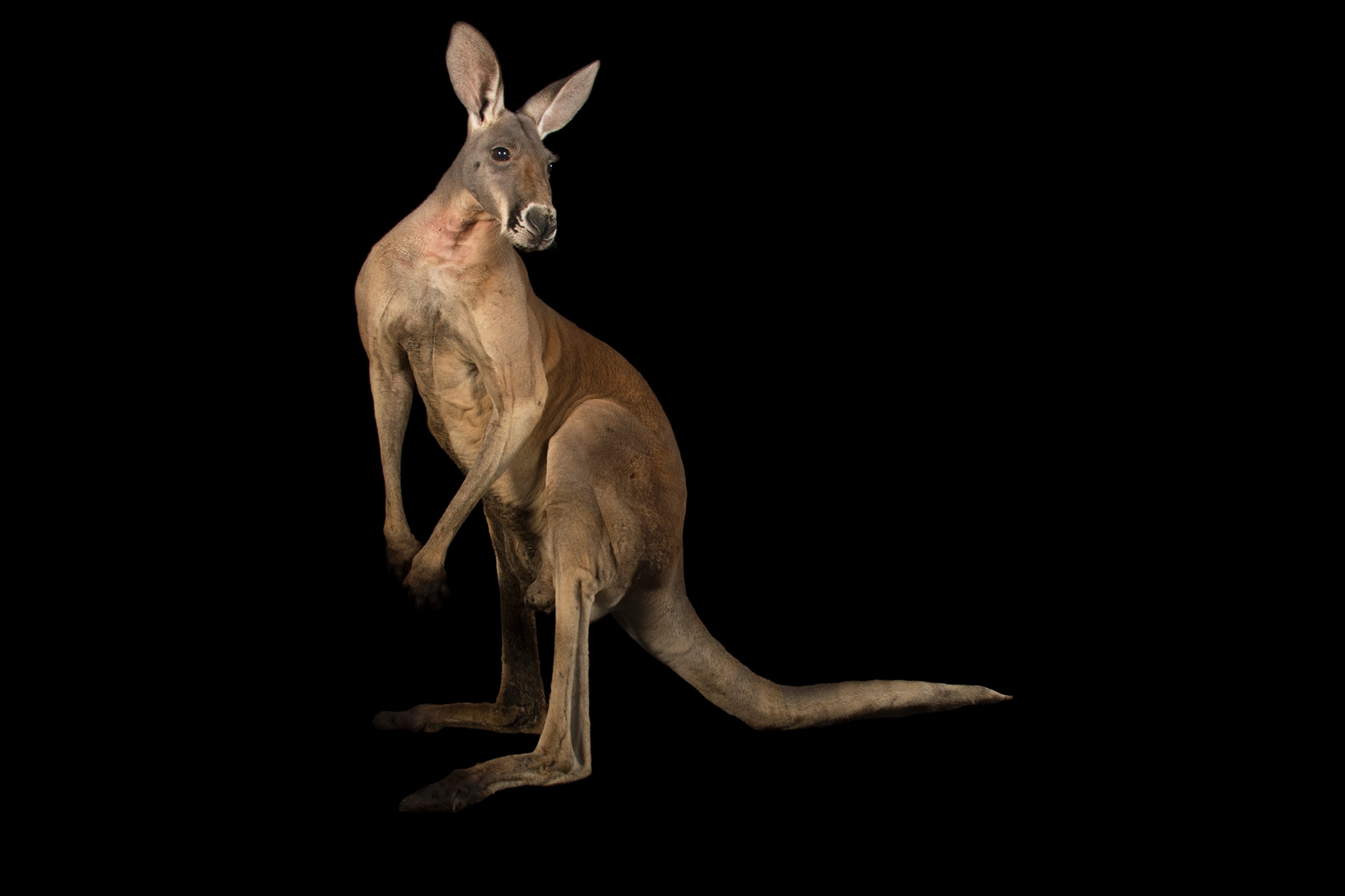 a male red kangaroo