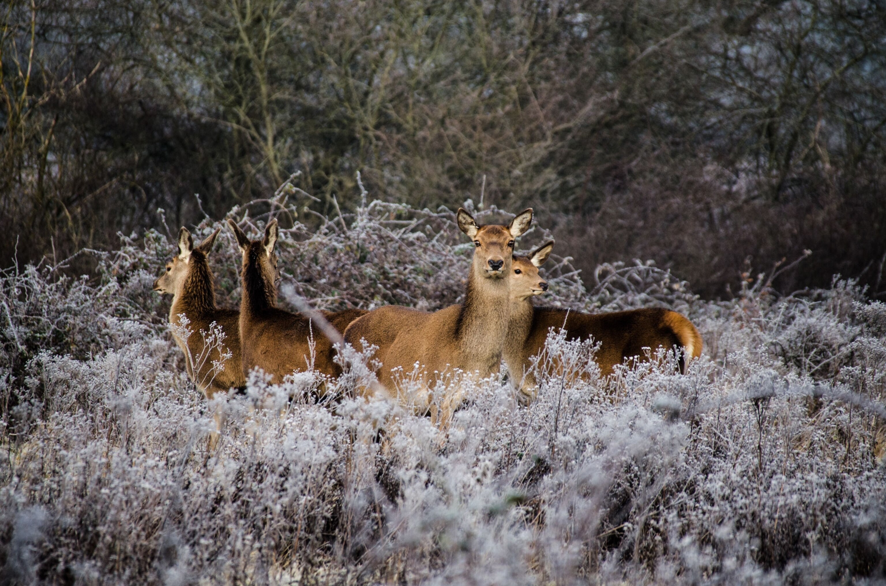 Red Deer in winter in England