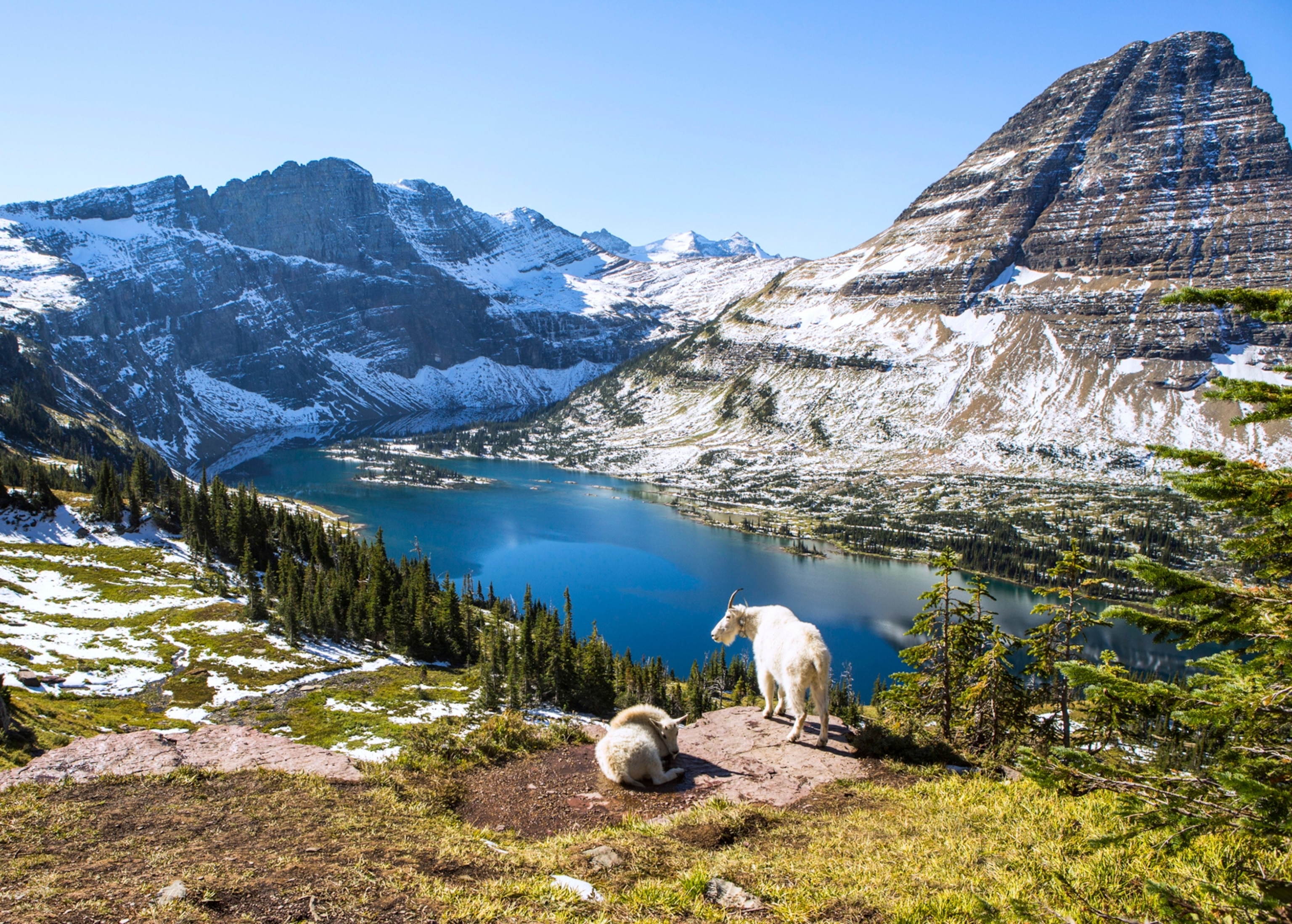 mountain goats near lake in Glacier National Park, Montana