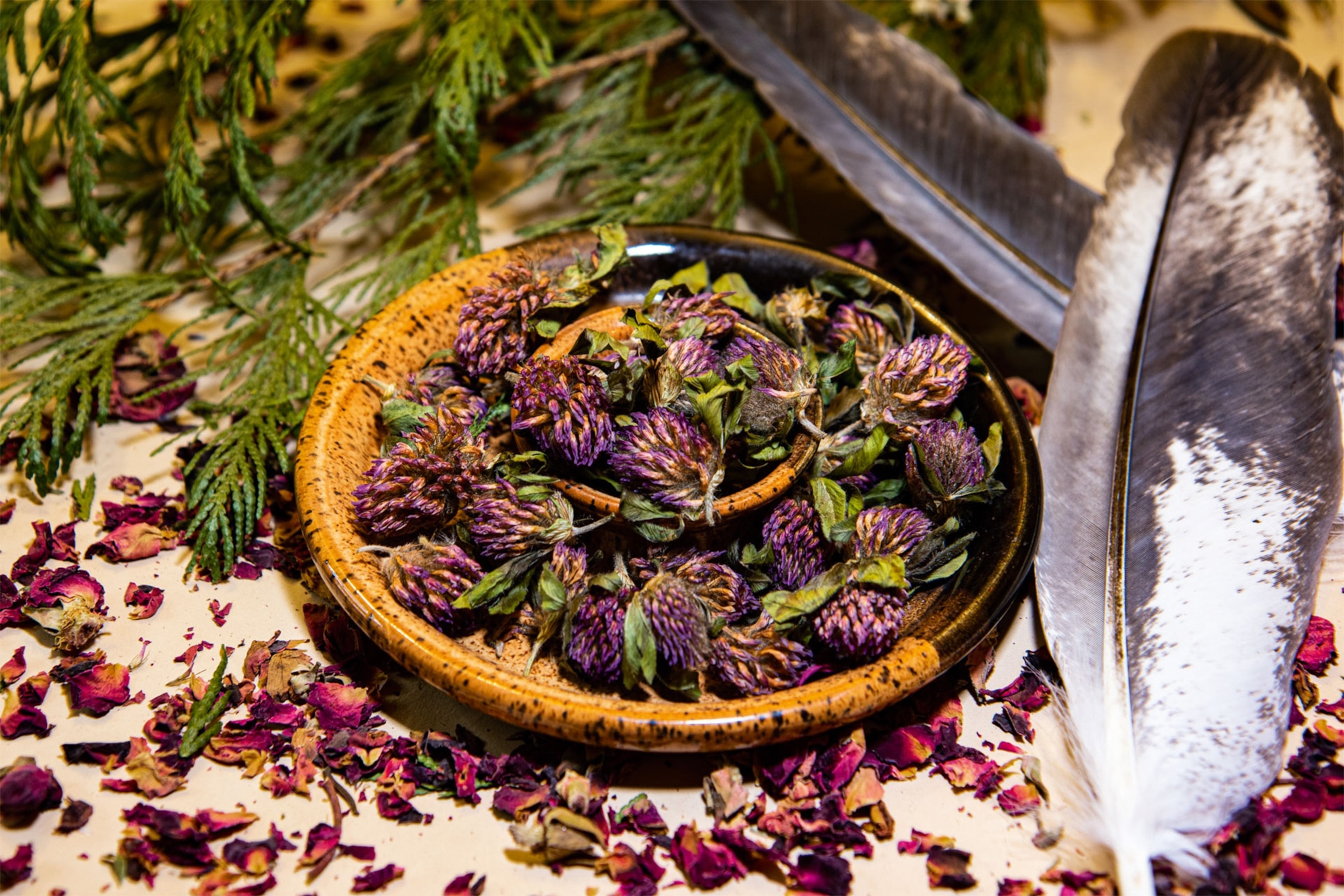 Purple clover, a plant medicine used to cure colds.