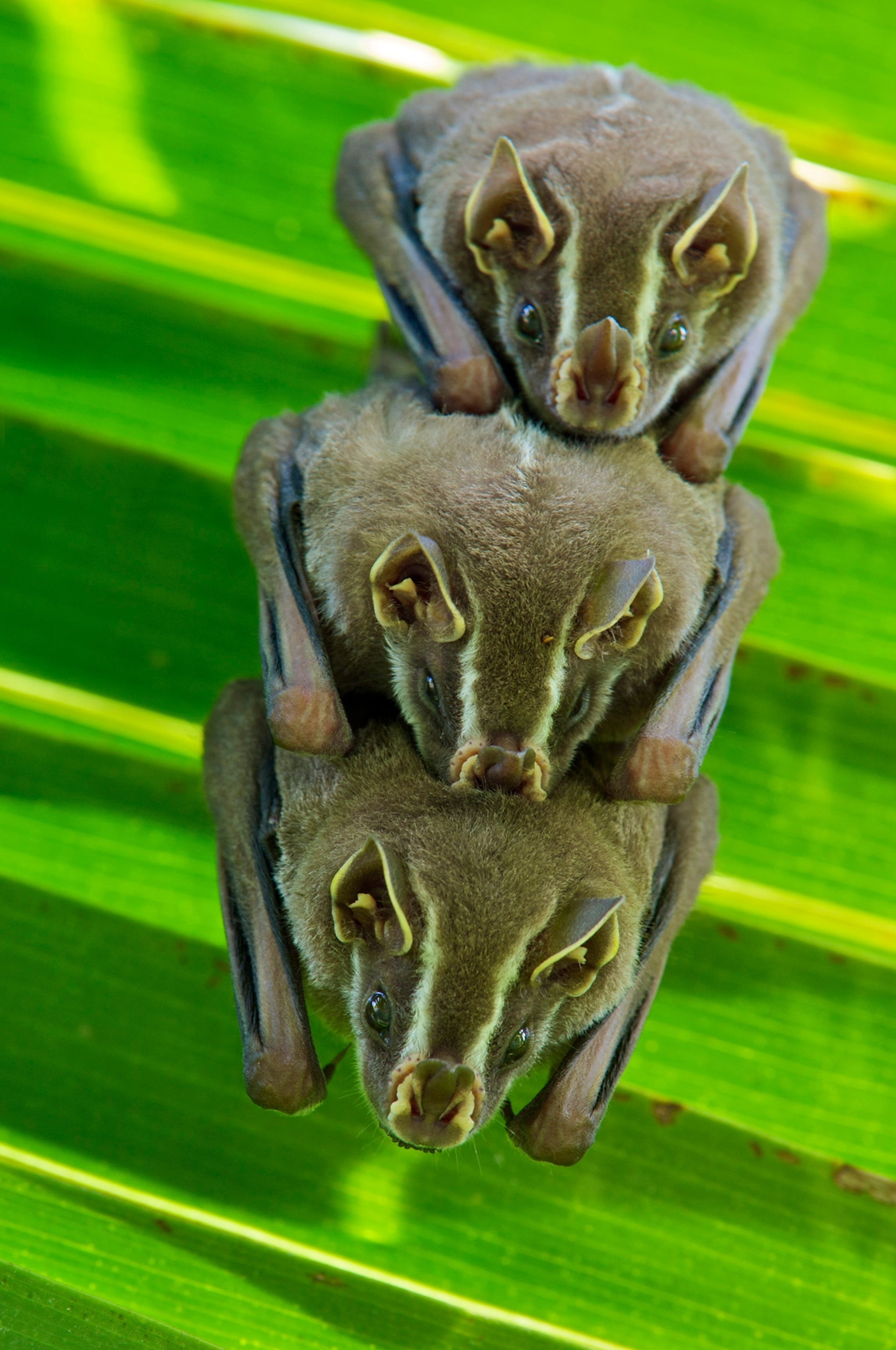 Striped Yellow-eared Bat (Vampyressa nymphaea) trio roosting in palm tree, Panama