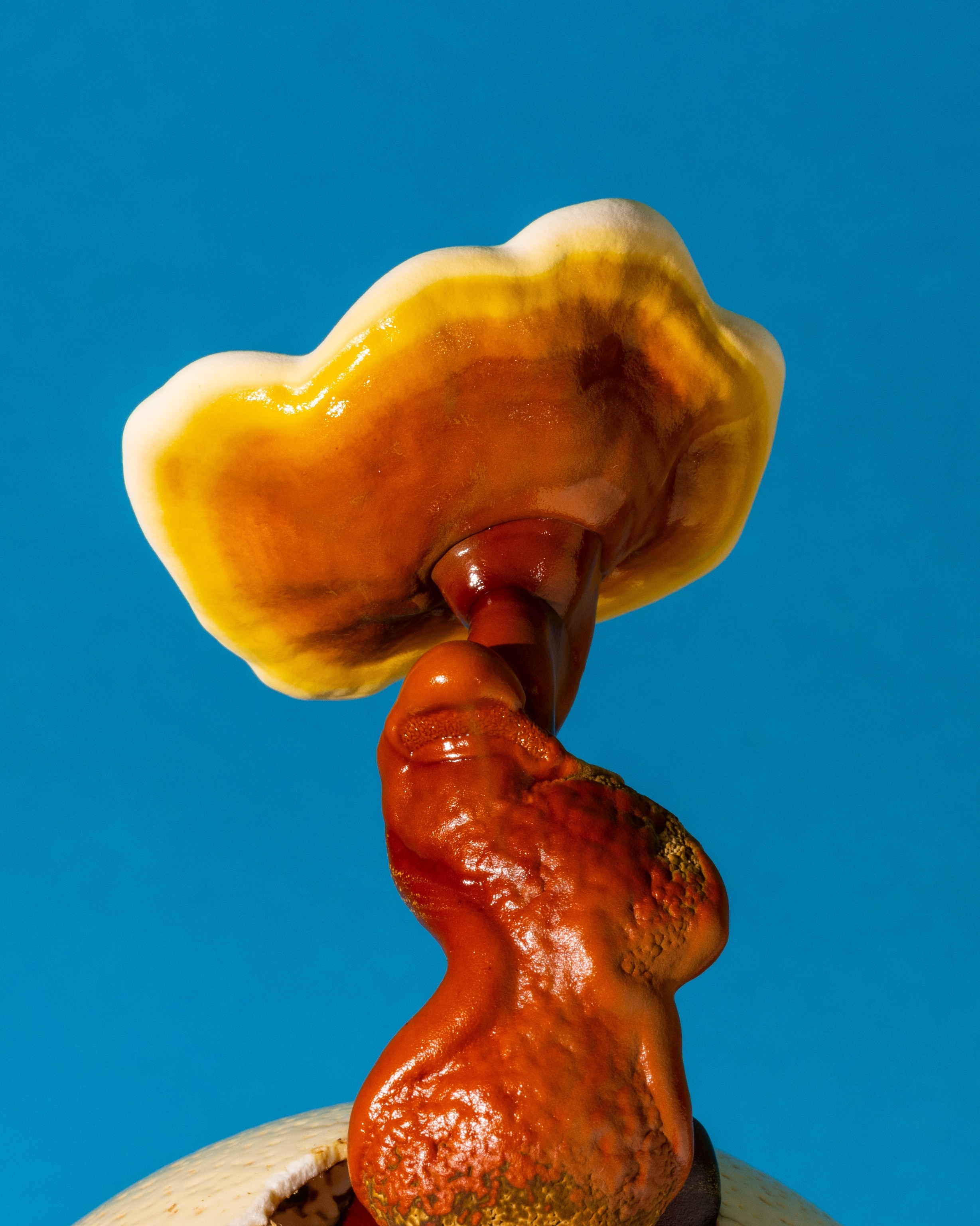 Red shiny mushroom with twisted leg.