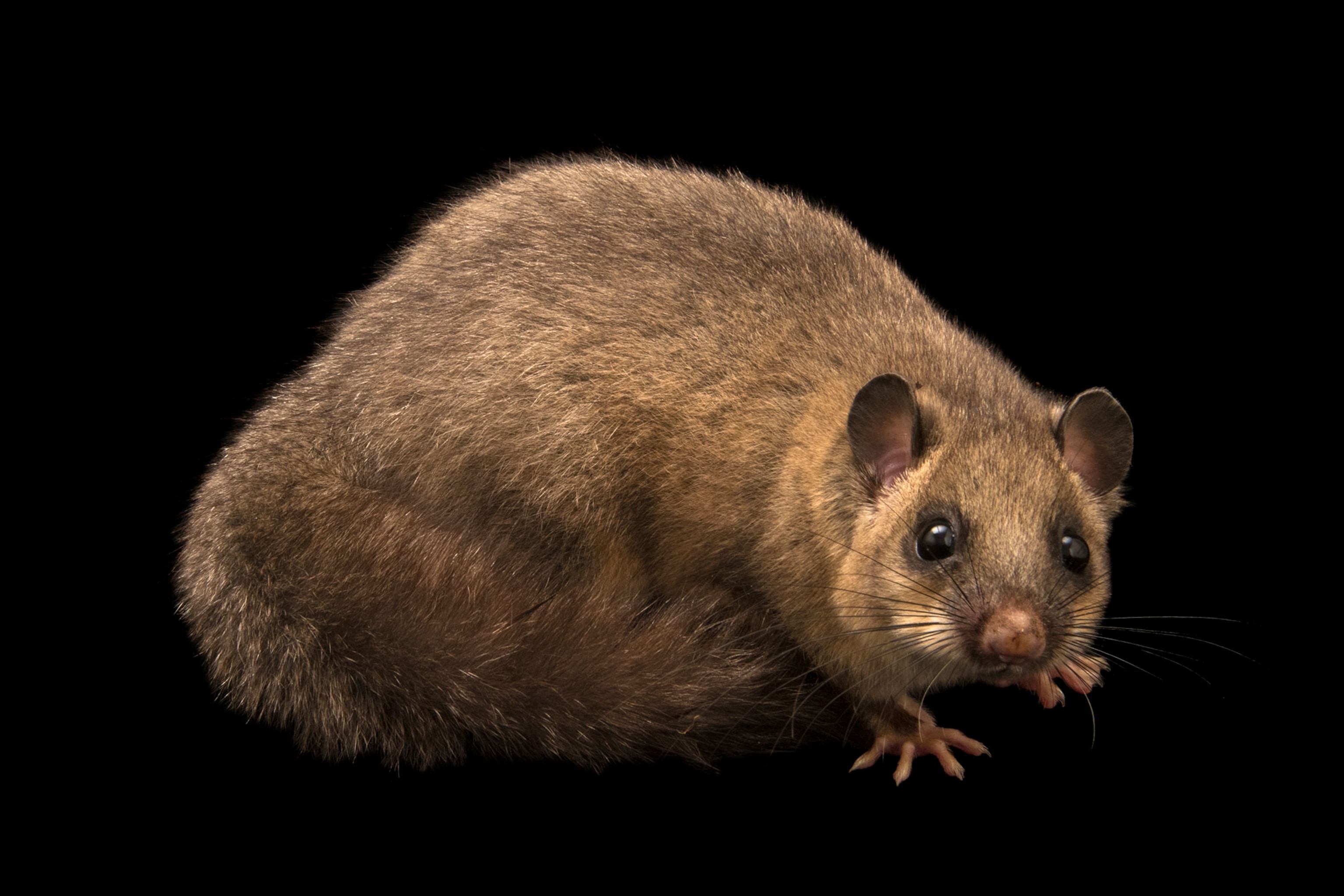 A fat dormouse, Glis glis, at Centro Fauna Selvatica "Il Pettirosso".
