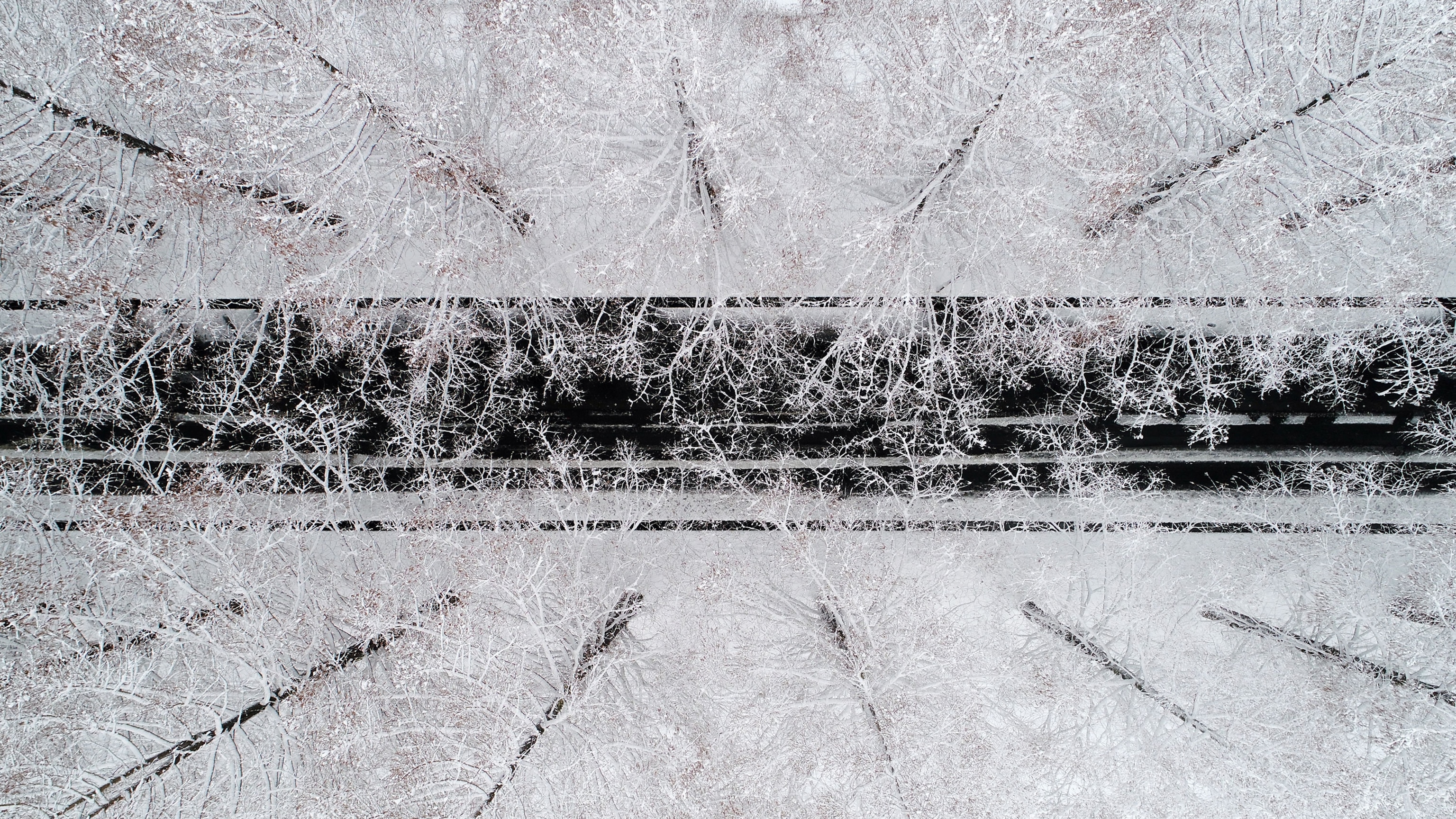 an aerial shot of Metasequoia trees in winter