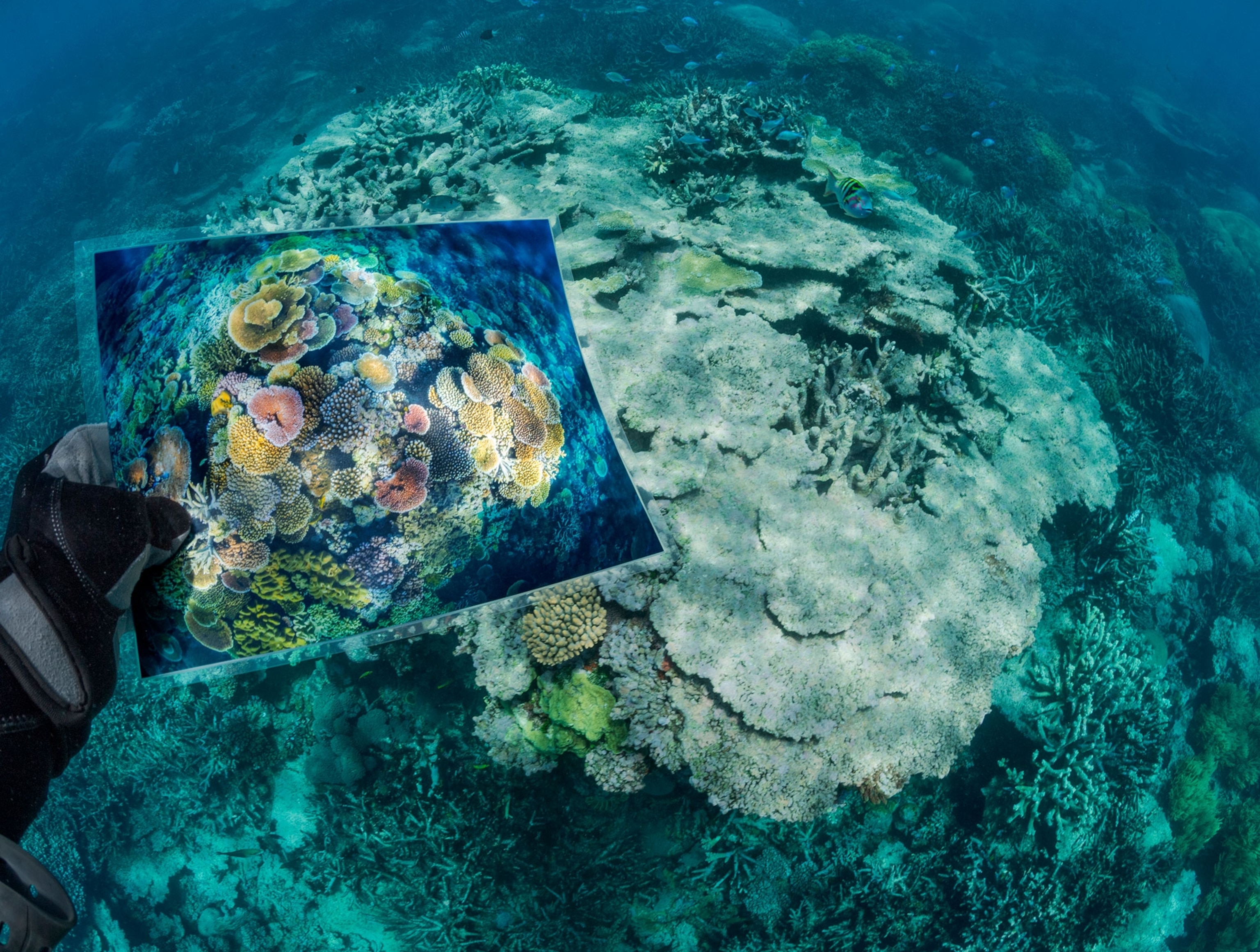 A scuba diver holds a comparison picture of a once colorful and diverse coral reef underwater at the same spot, which is now mostly damaged and colorless