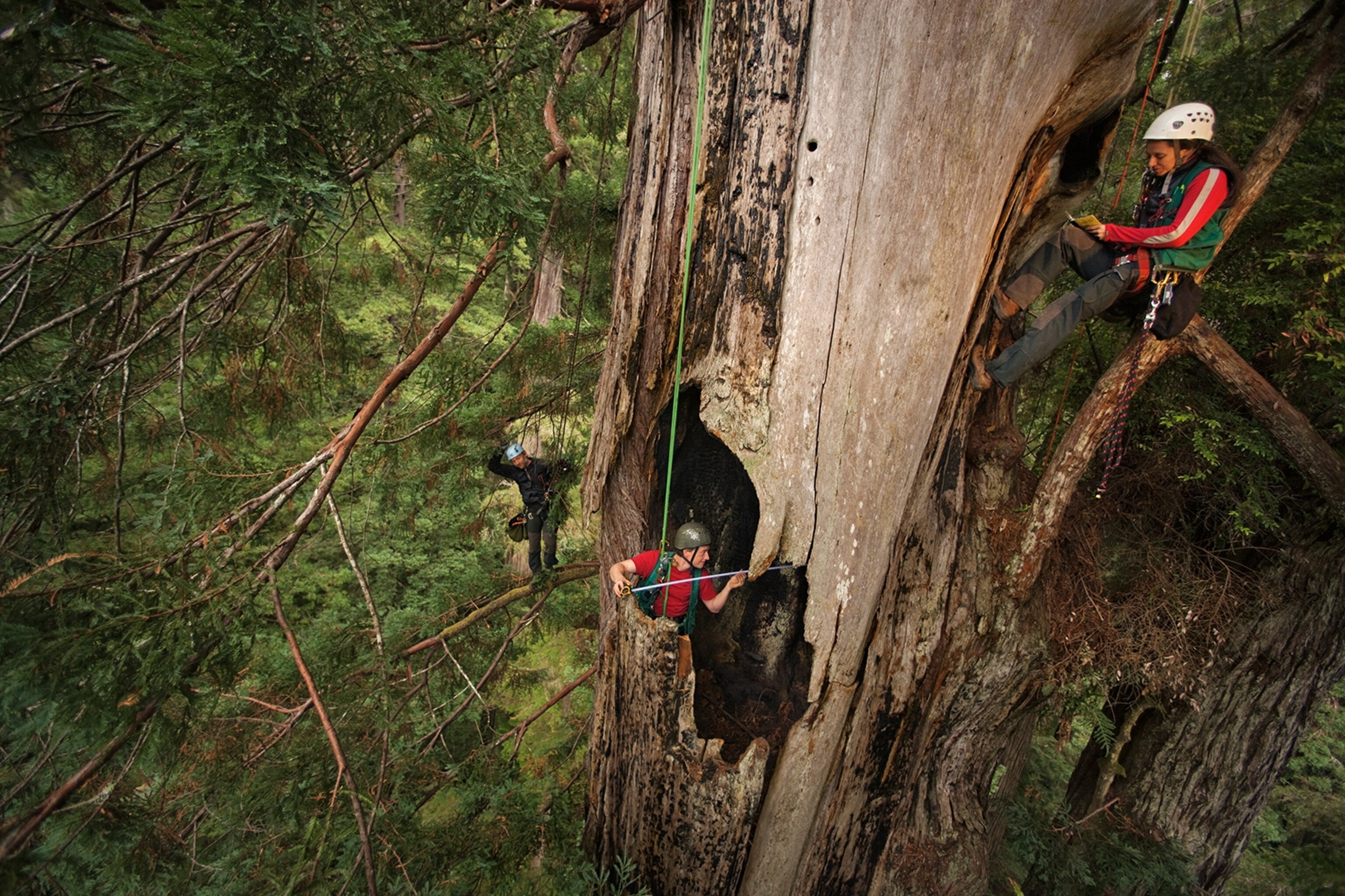 scientists measuring a fire cave in a redwood