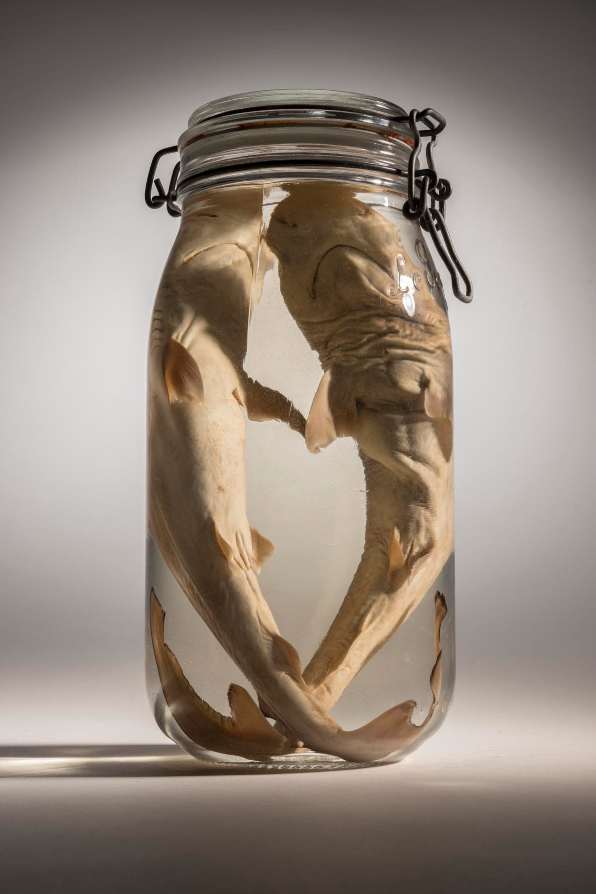 Atlantic sharpnose sharks in a jar