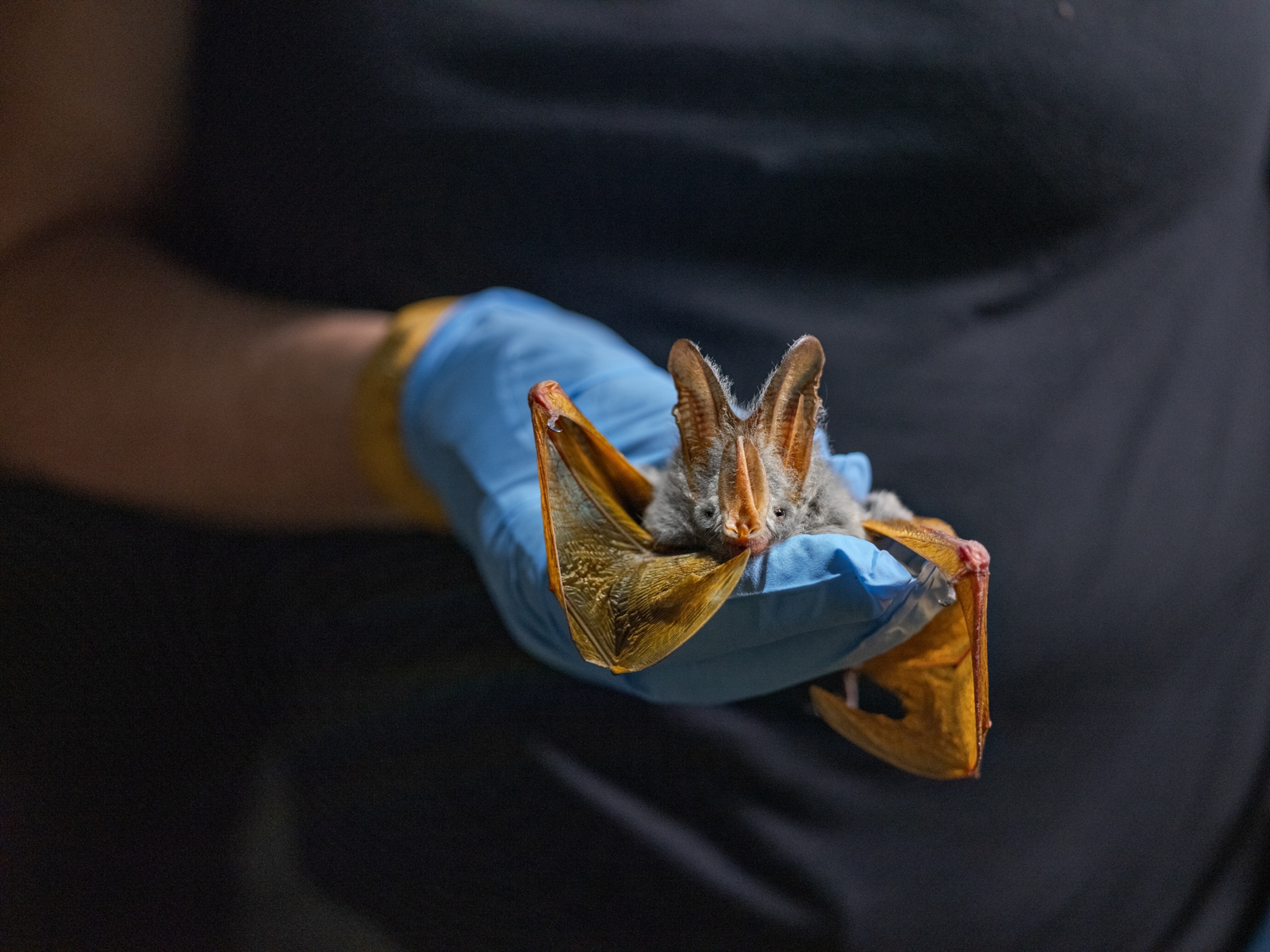 Picture of hand in blue glove holding a bat.