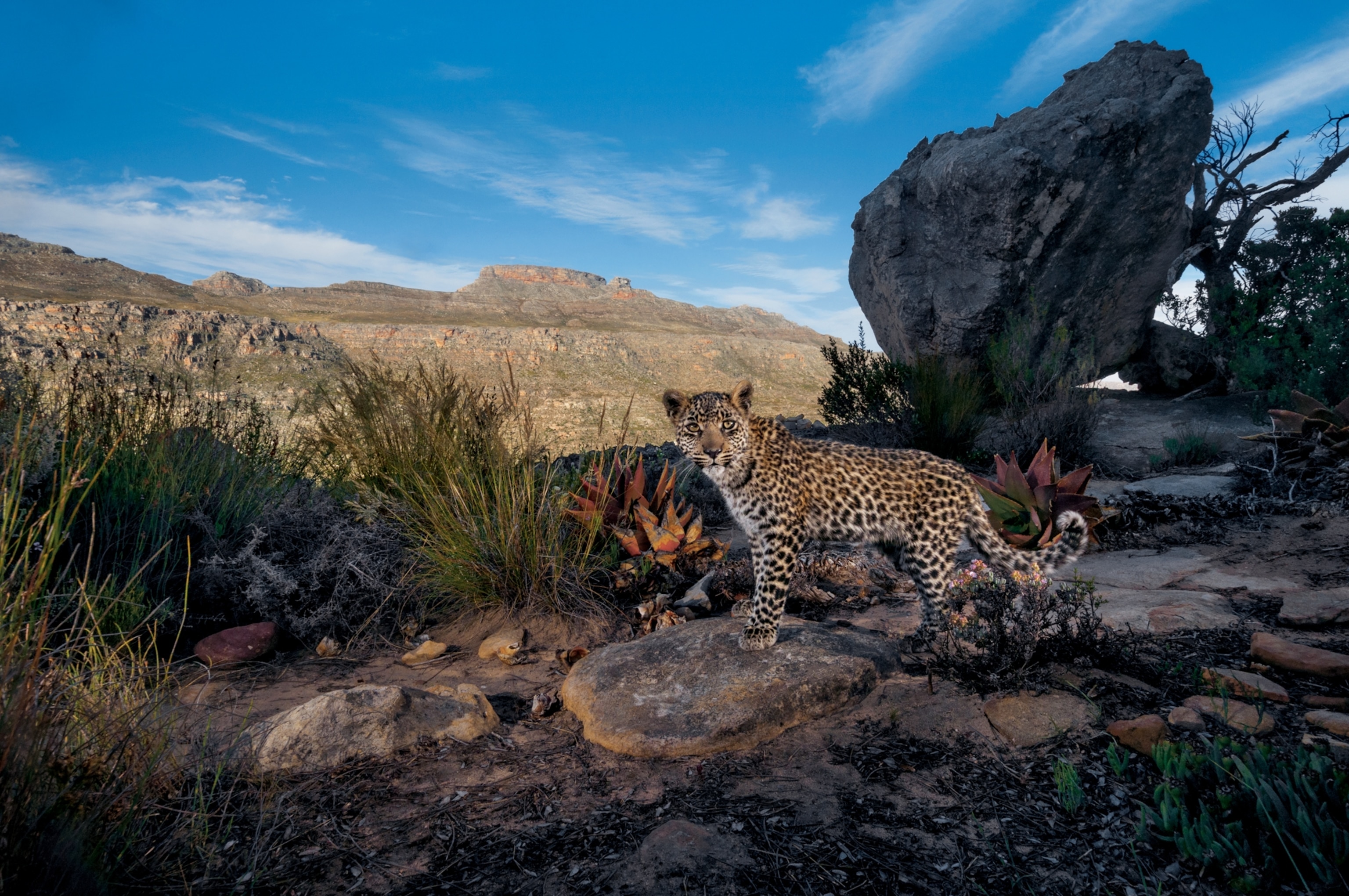 a Cape leopard cub in South Africa's Cederberg Wilderness