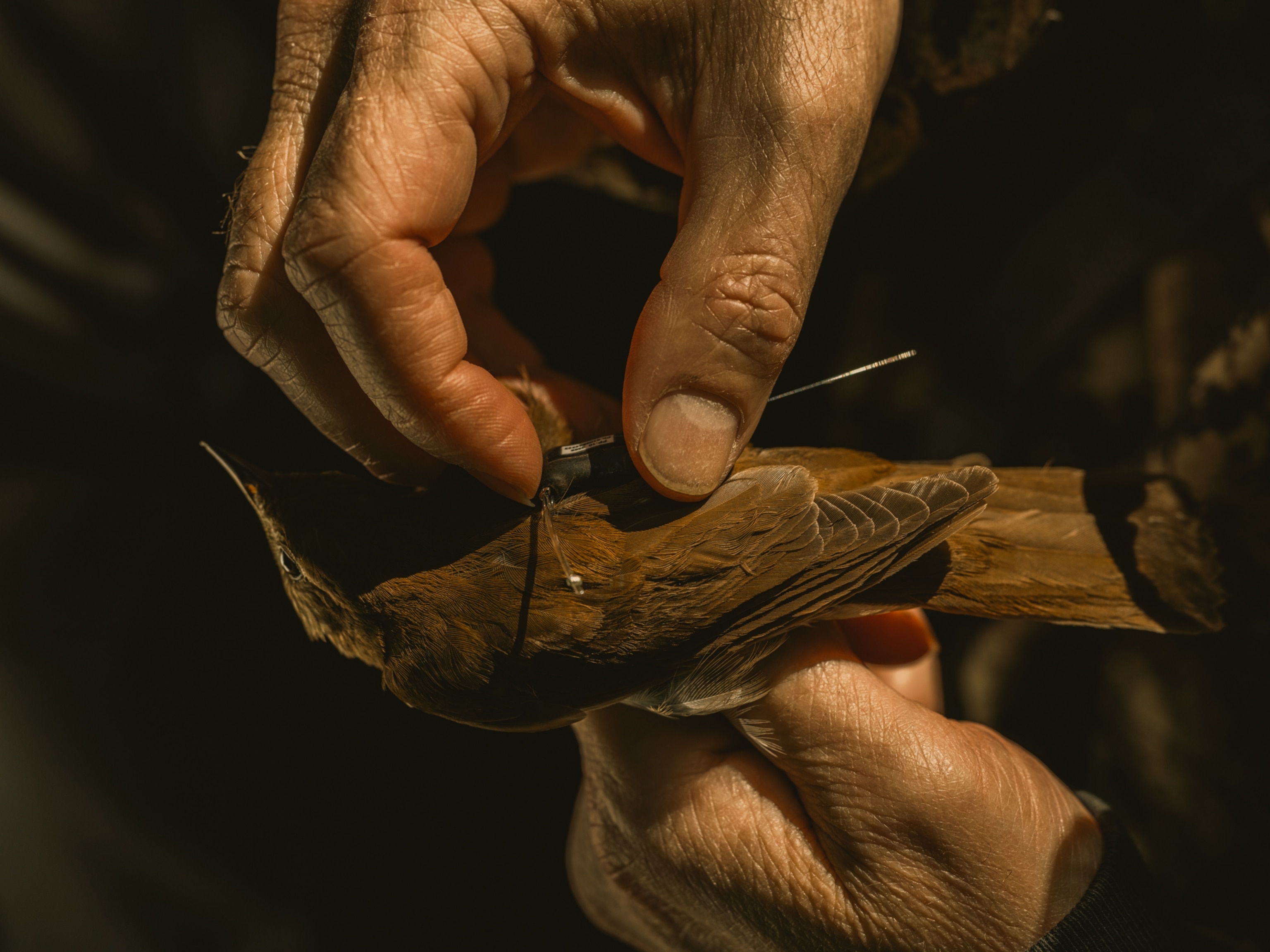 hands place a super tiny tracker on the back of a veery thrush