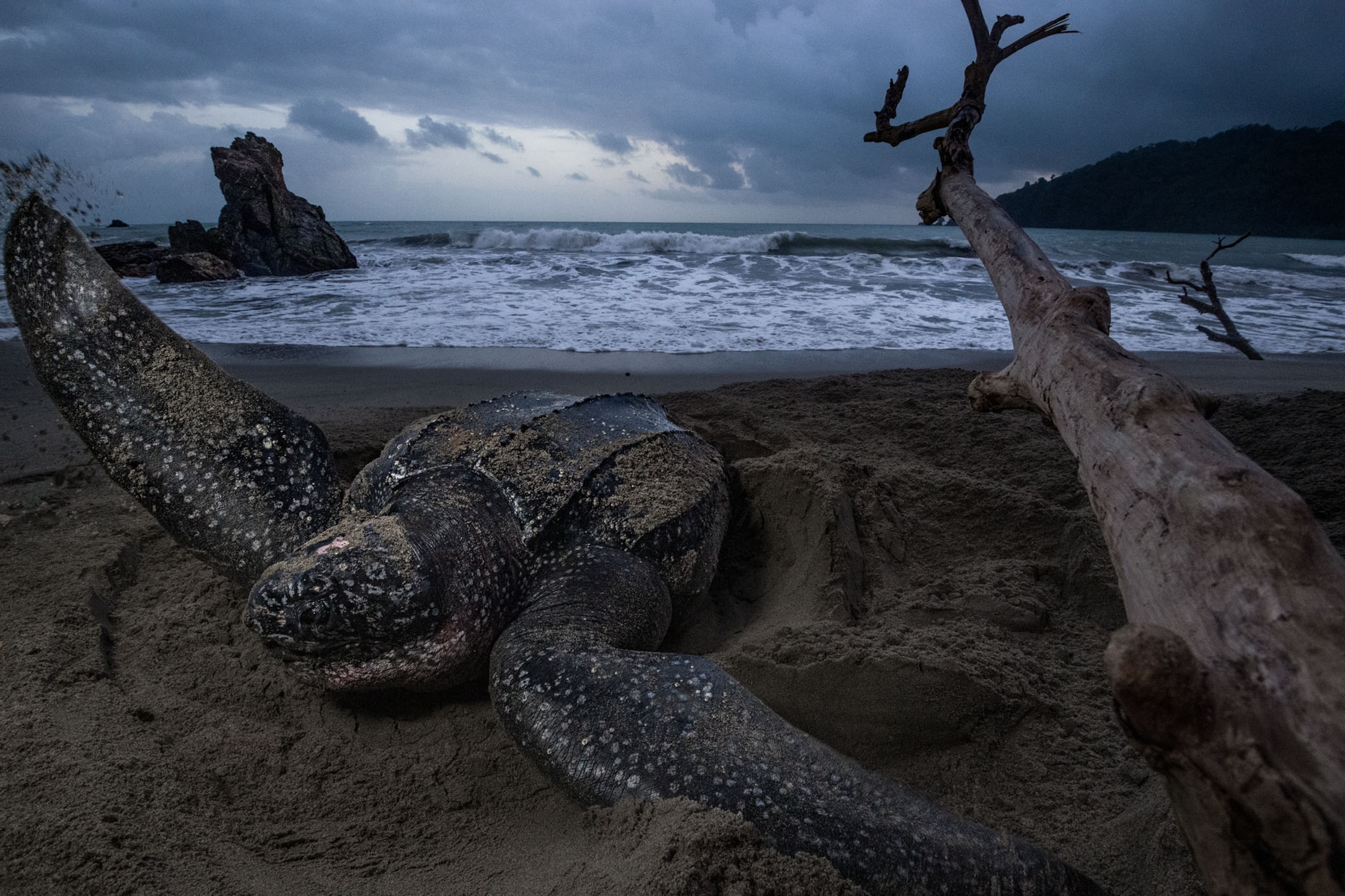 a leatherback sea turtle covering an egg chamber with sand