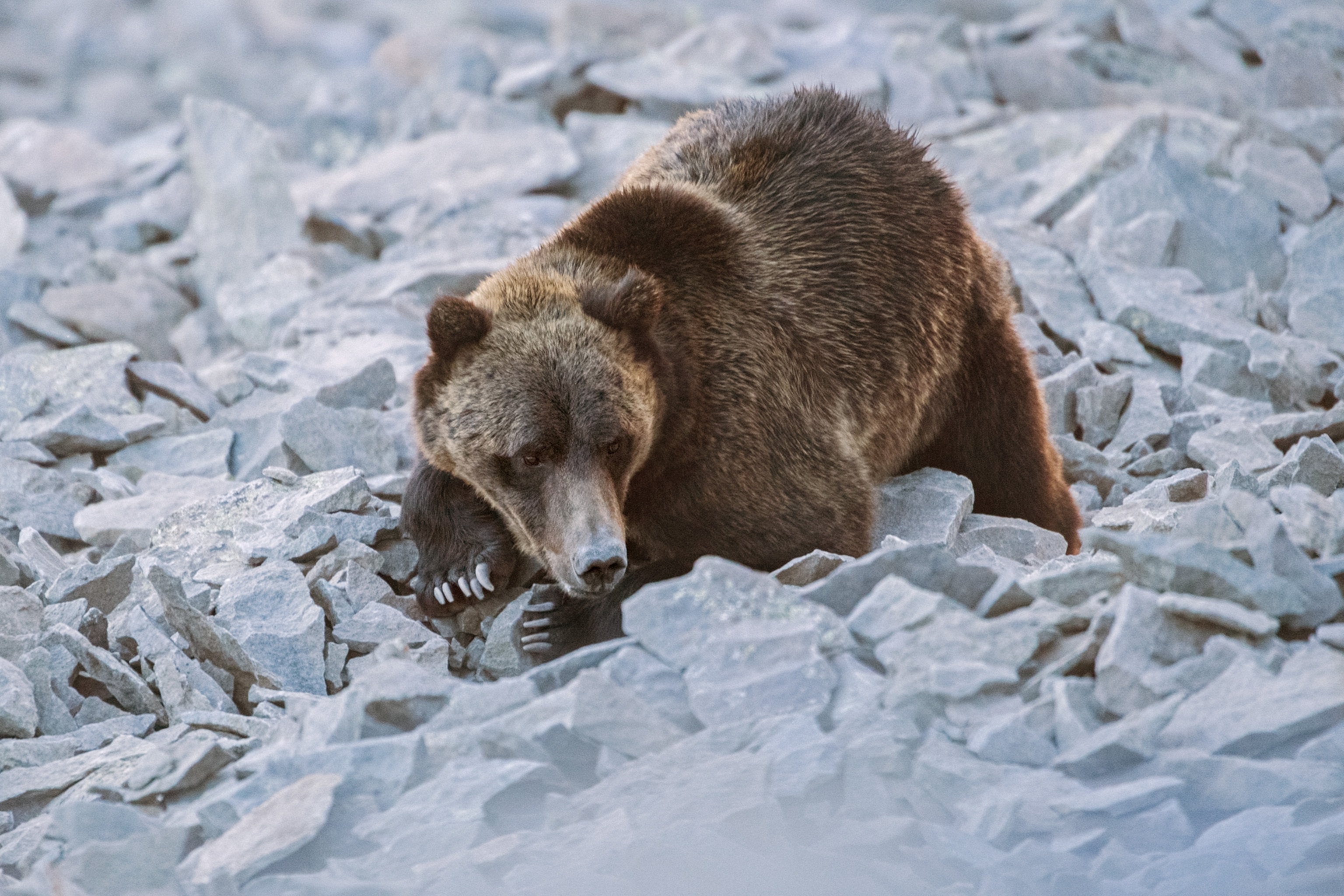 Grizzly bear holding shale-stone, and looking at rocks.