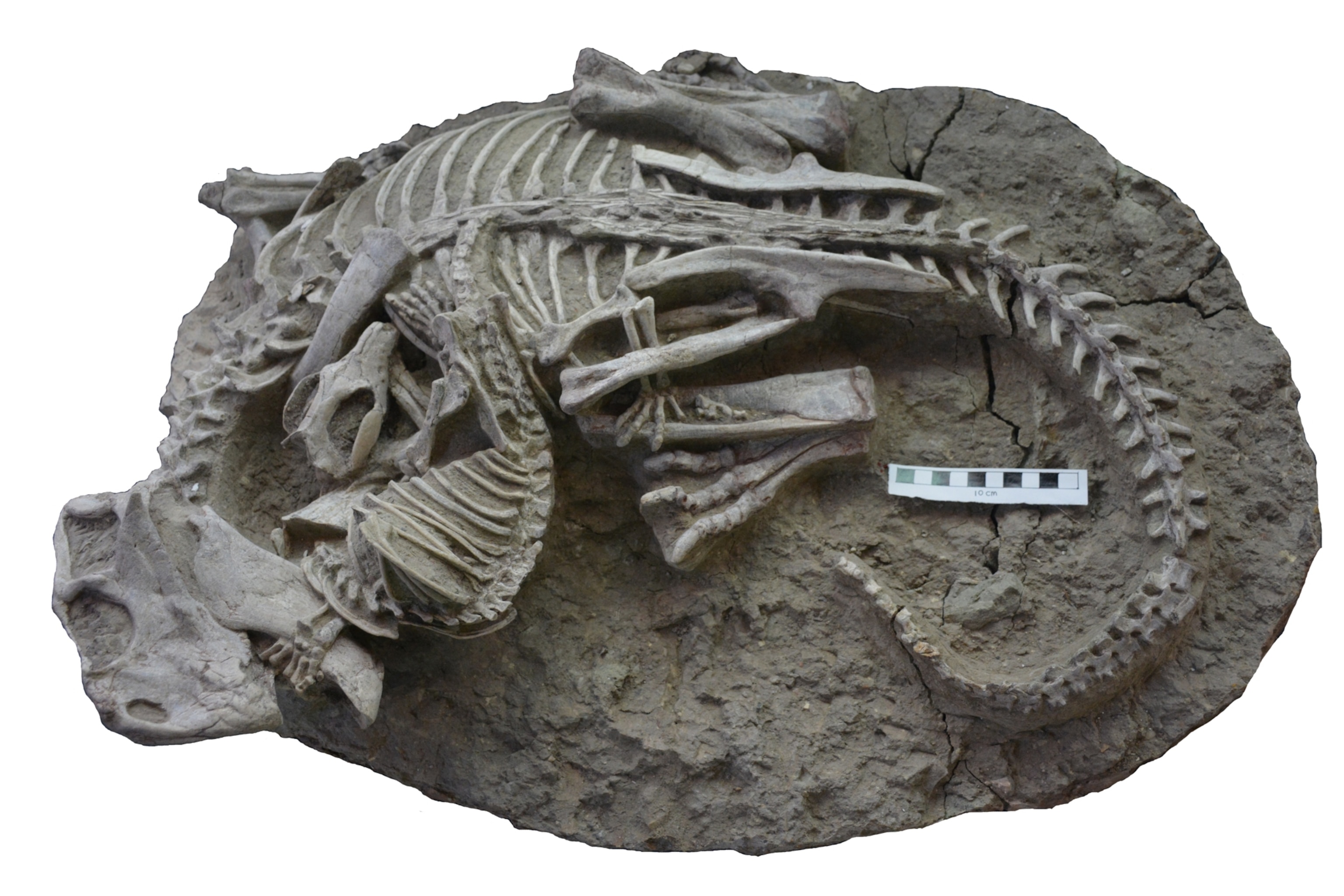 Entangled Psittacosaurus (dinosaur) and Repenomamus (mammal) skeletons.