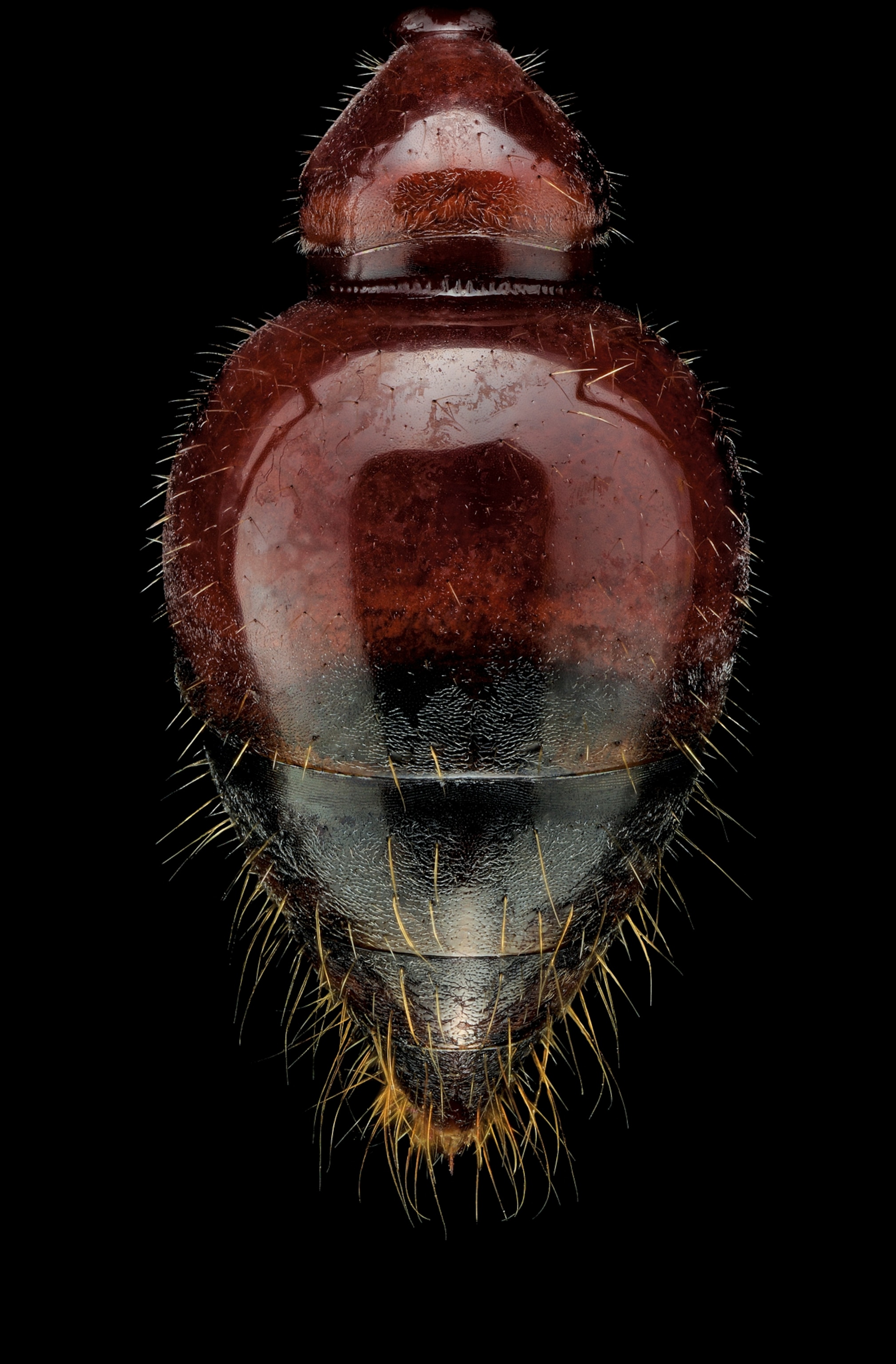 Picture of an abdomen of Myrmecia gulosa, eastern Australia. It is black and red with some small brown hairs.