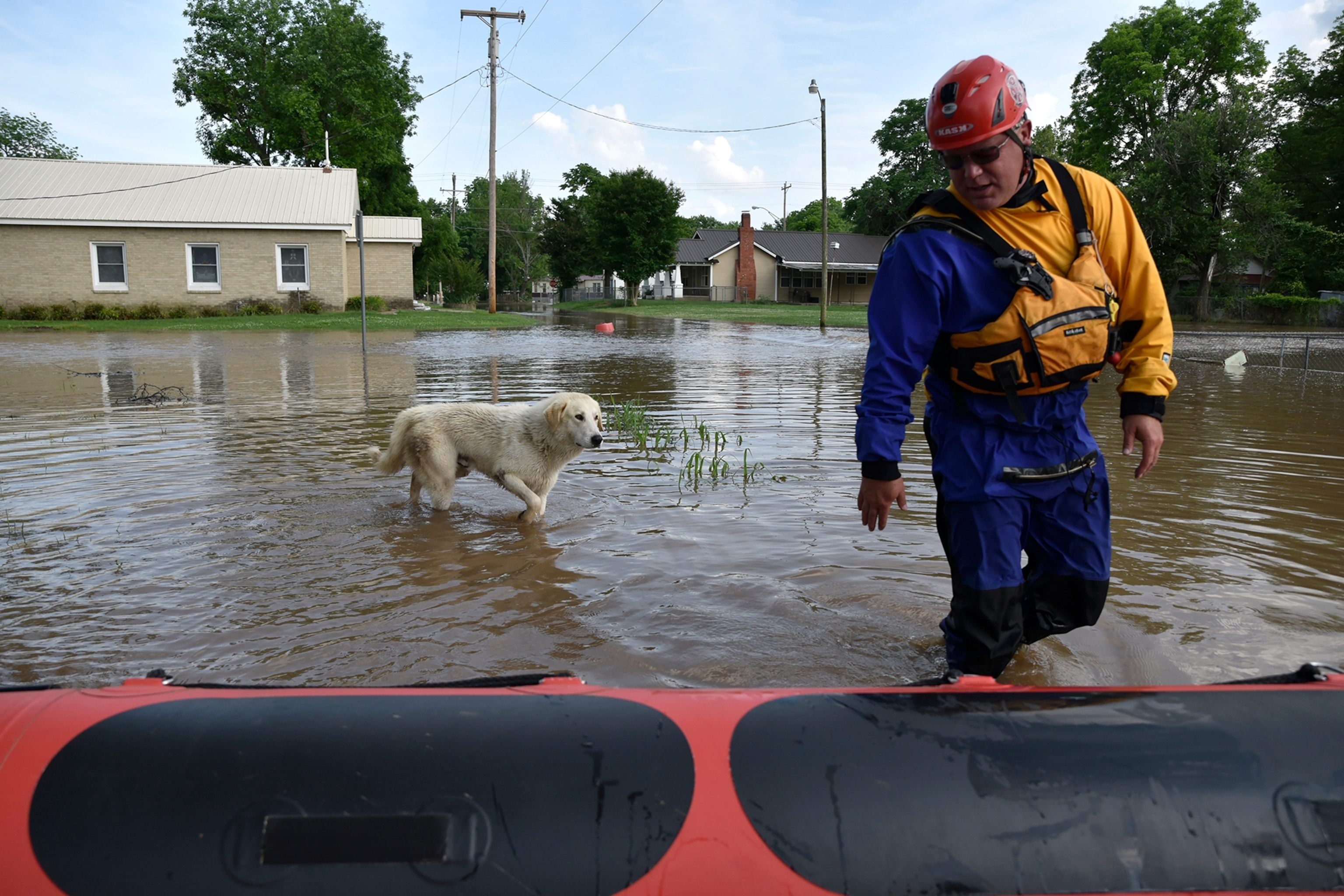 A dog trudges through dirty flood water following a rescuer.