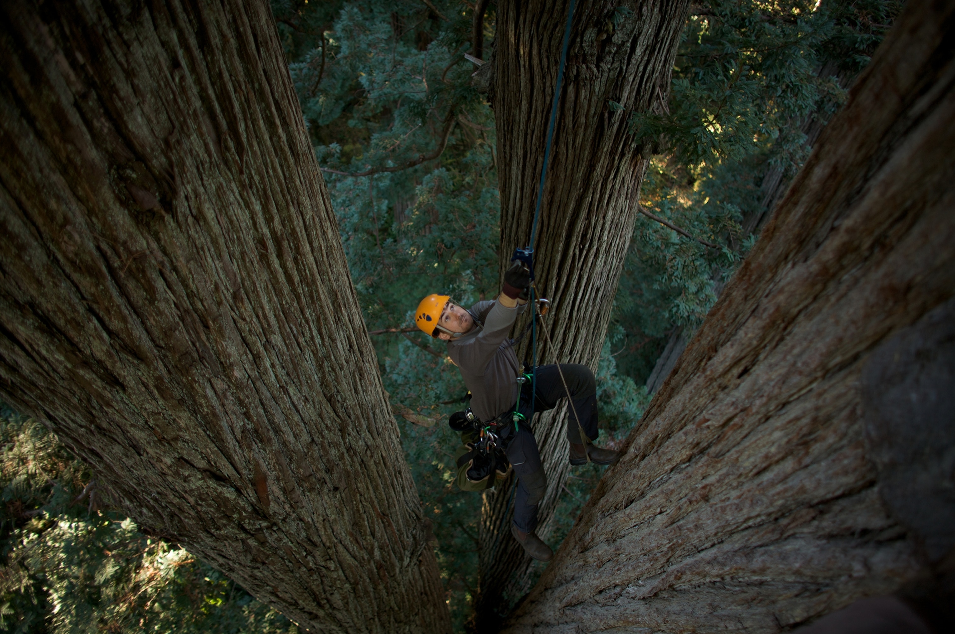 A biologist studies a large fern mat, Heart of Poseidon.