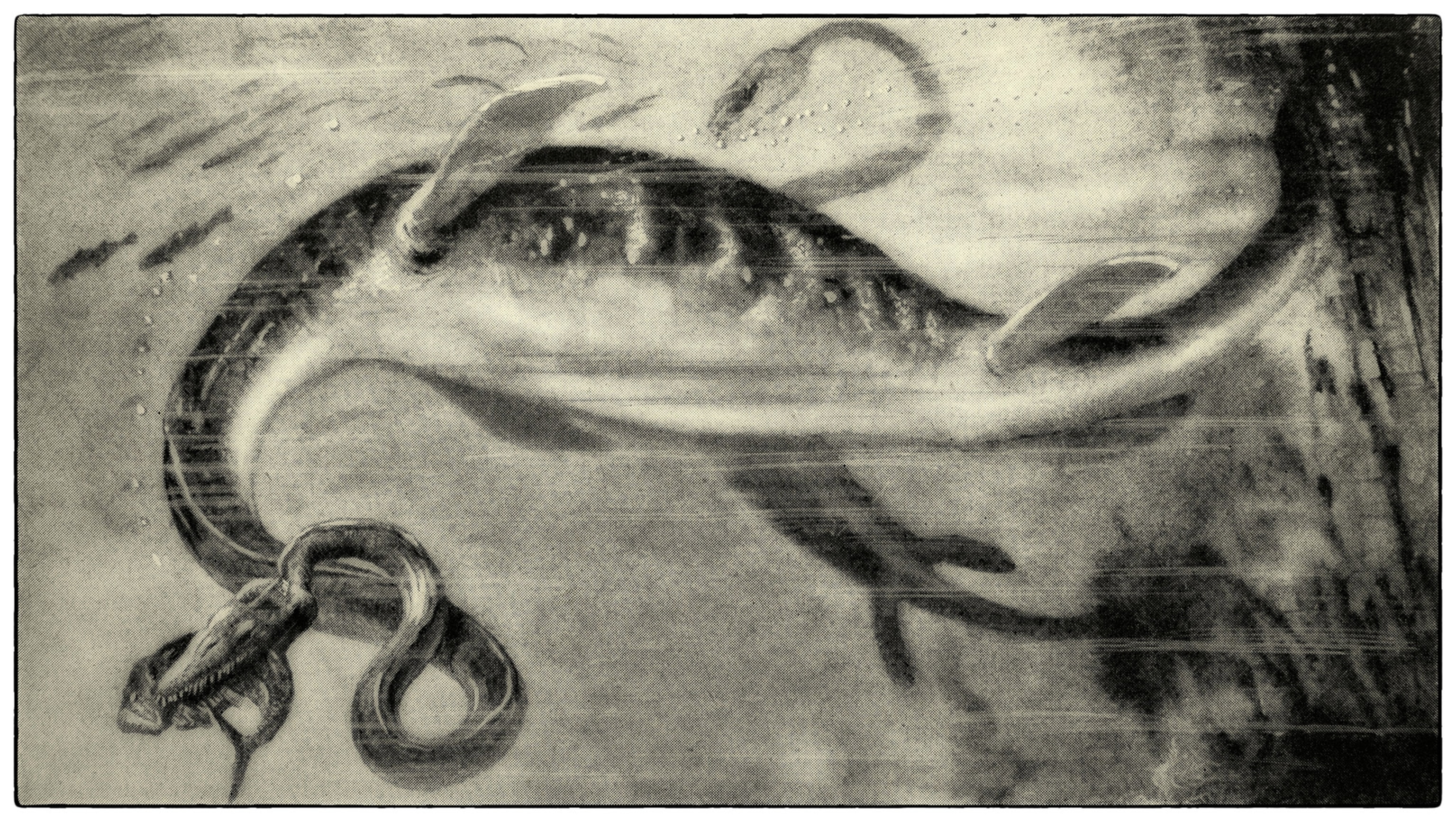 A black and white illustration, of a large-bodied dinosaur with sharp teeth and a long, cury neck, underwater catching a fish.