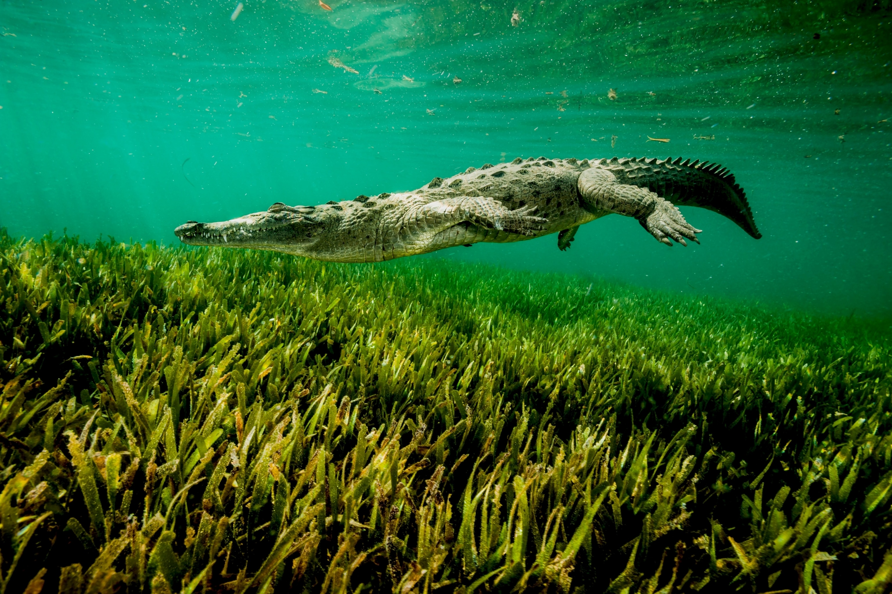 an American crocodile, swimming in Cuba's Gardens of the Queen National Marine Park.