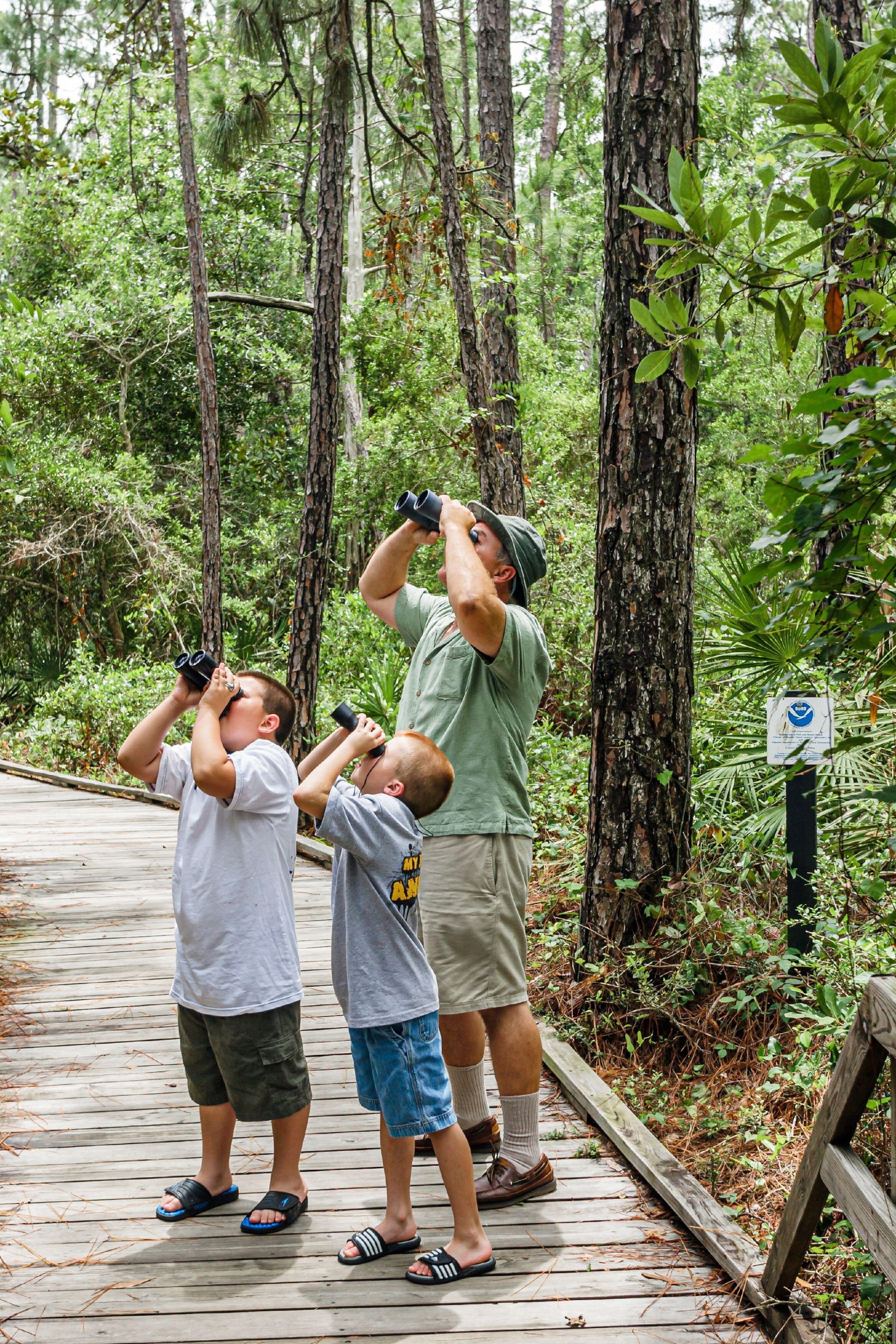 An older man with two young boys, surrounded by foilage, look up to the trees with their binoculars