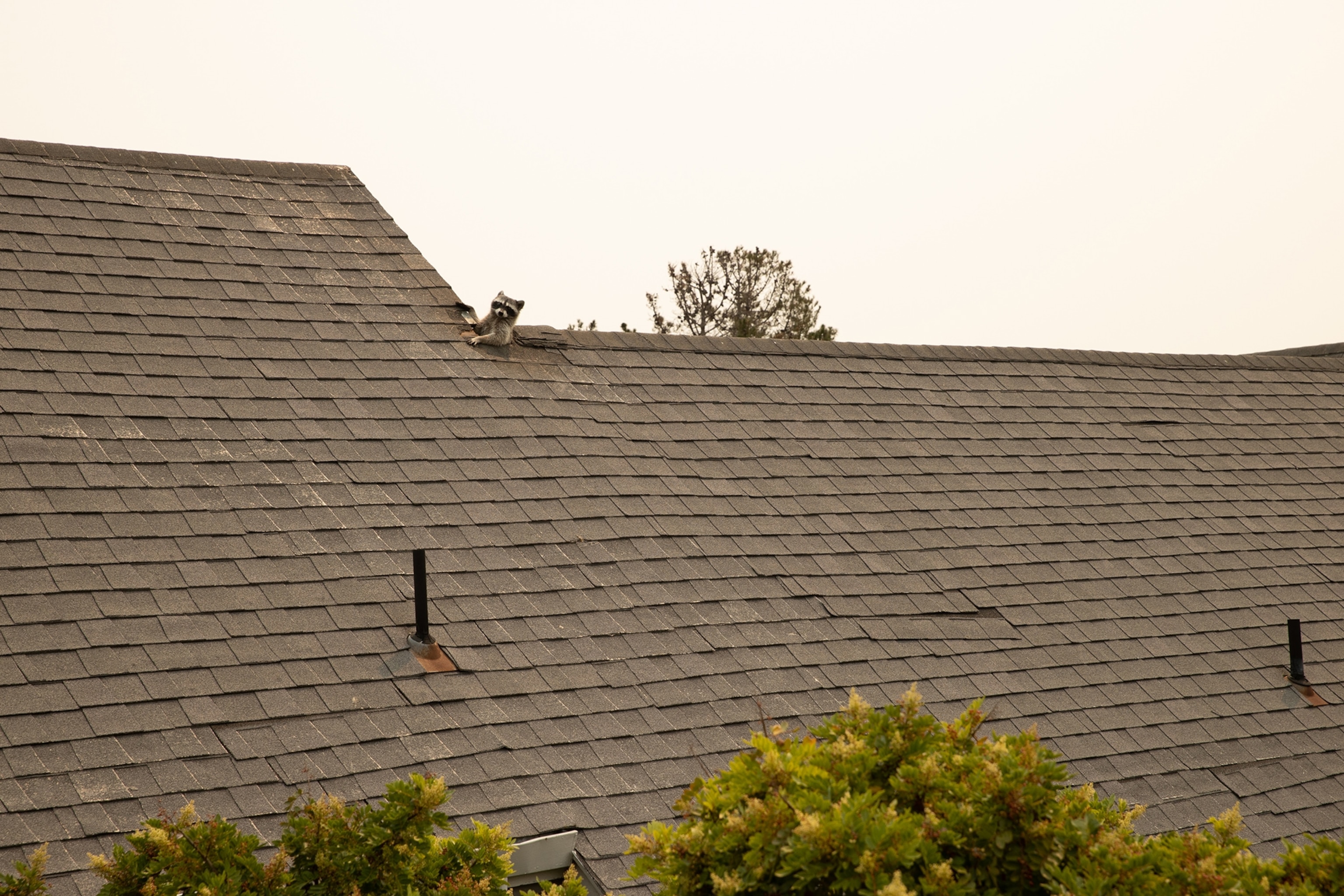 Picture of a raccoon on top of a roof
