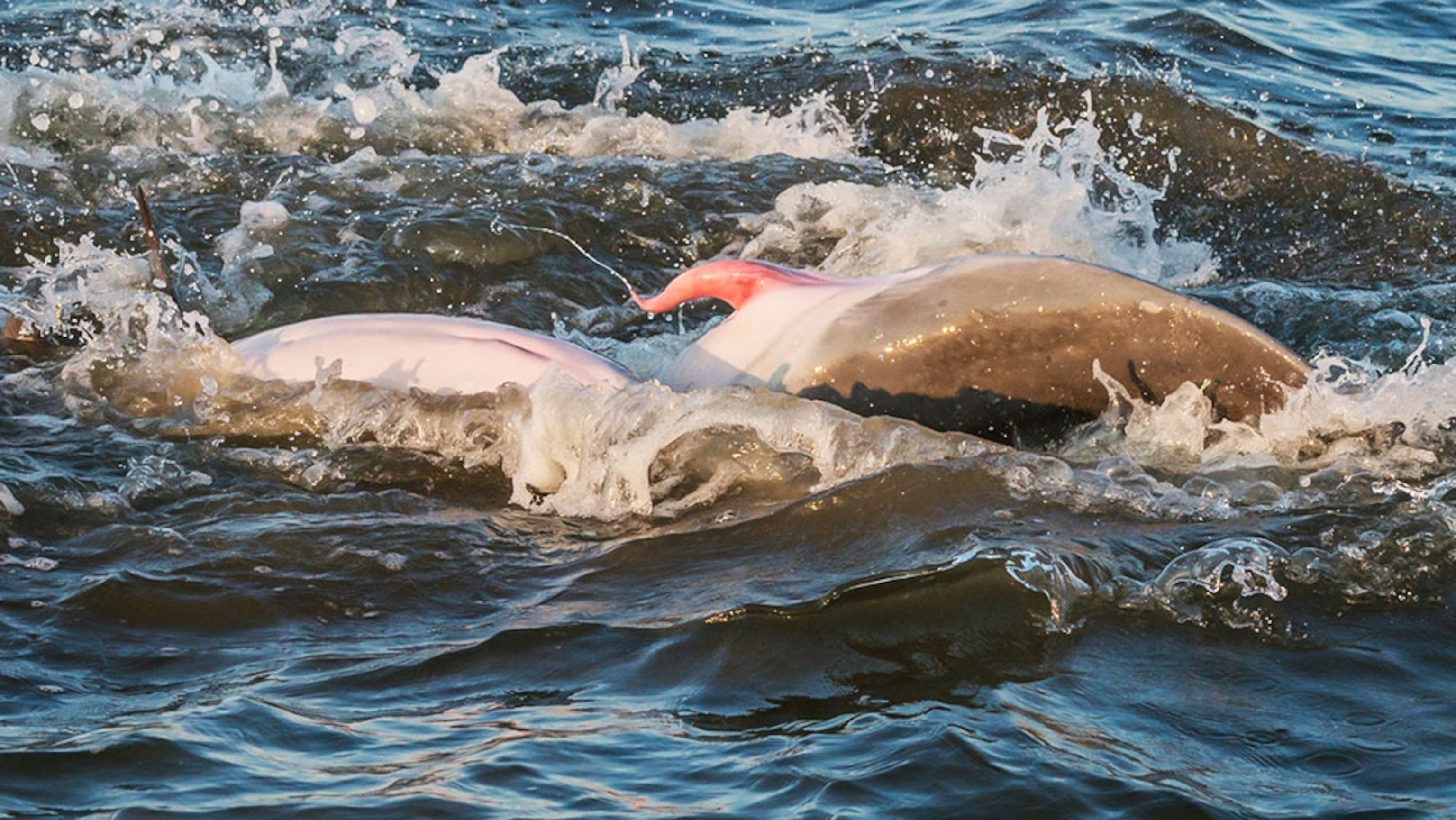 dolphin penis