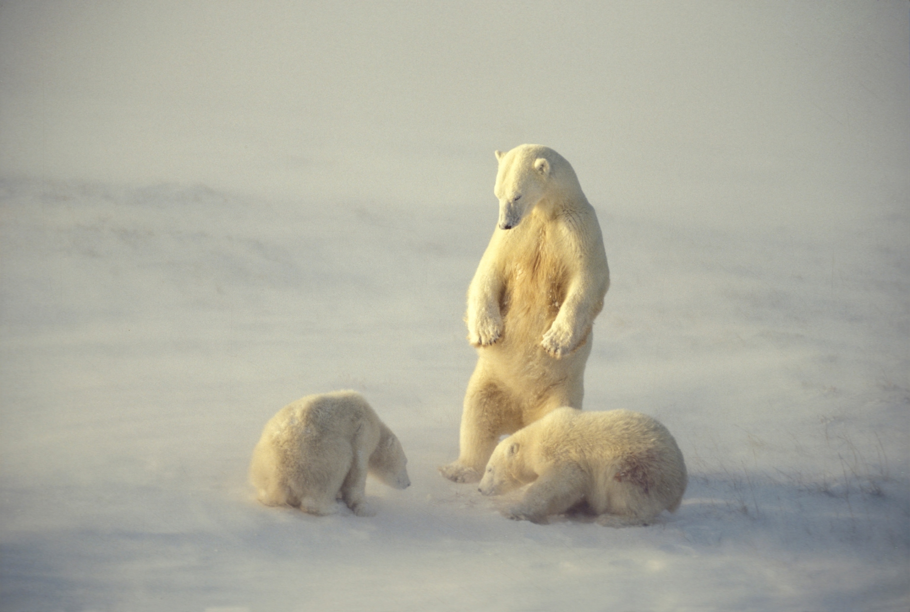 a female polar a bear with her two cubs