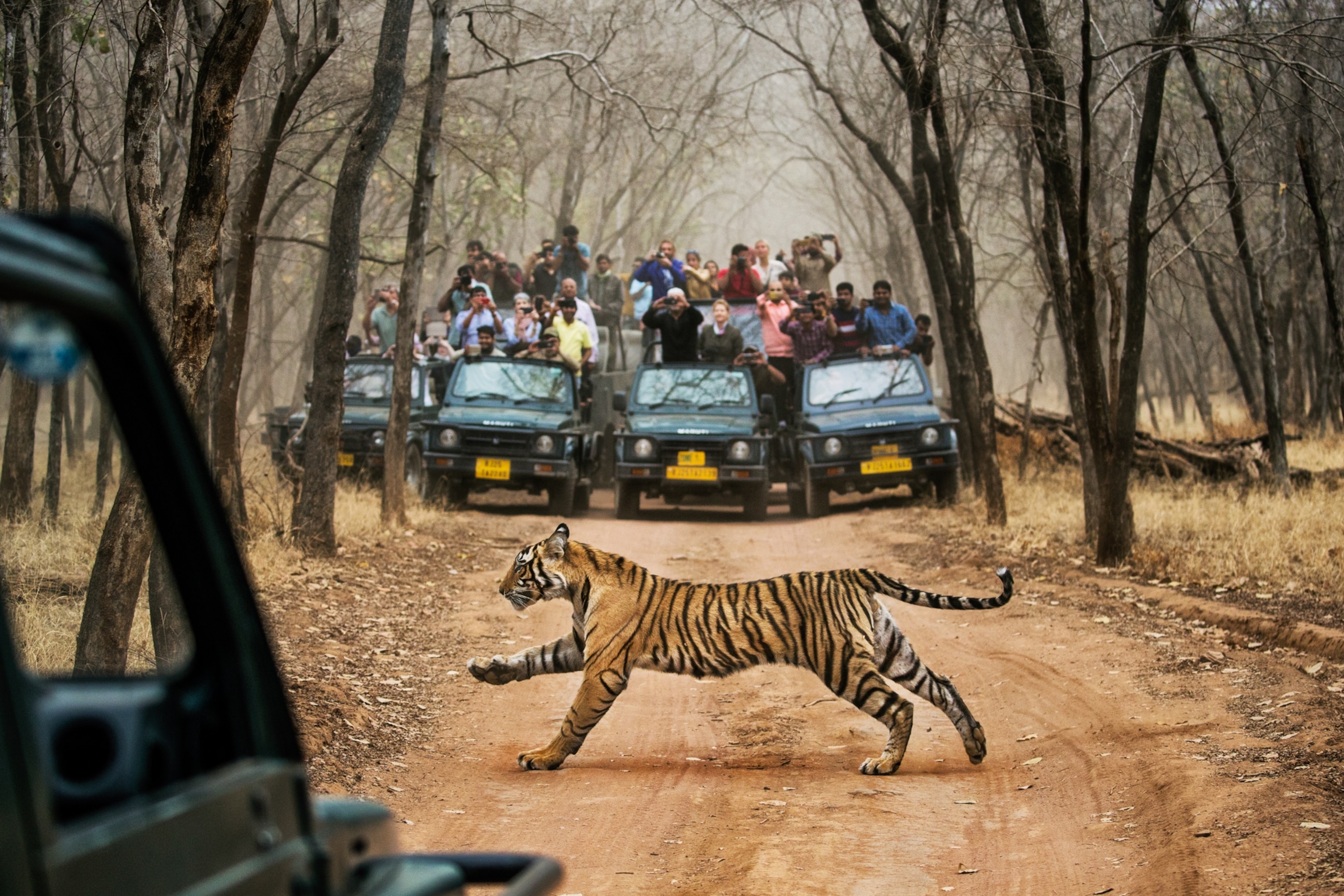 A tiger crosses a dirt road while vehicles full of tourists crowd to see and take photos.