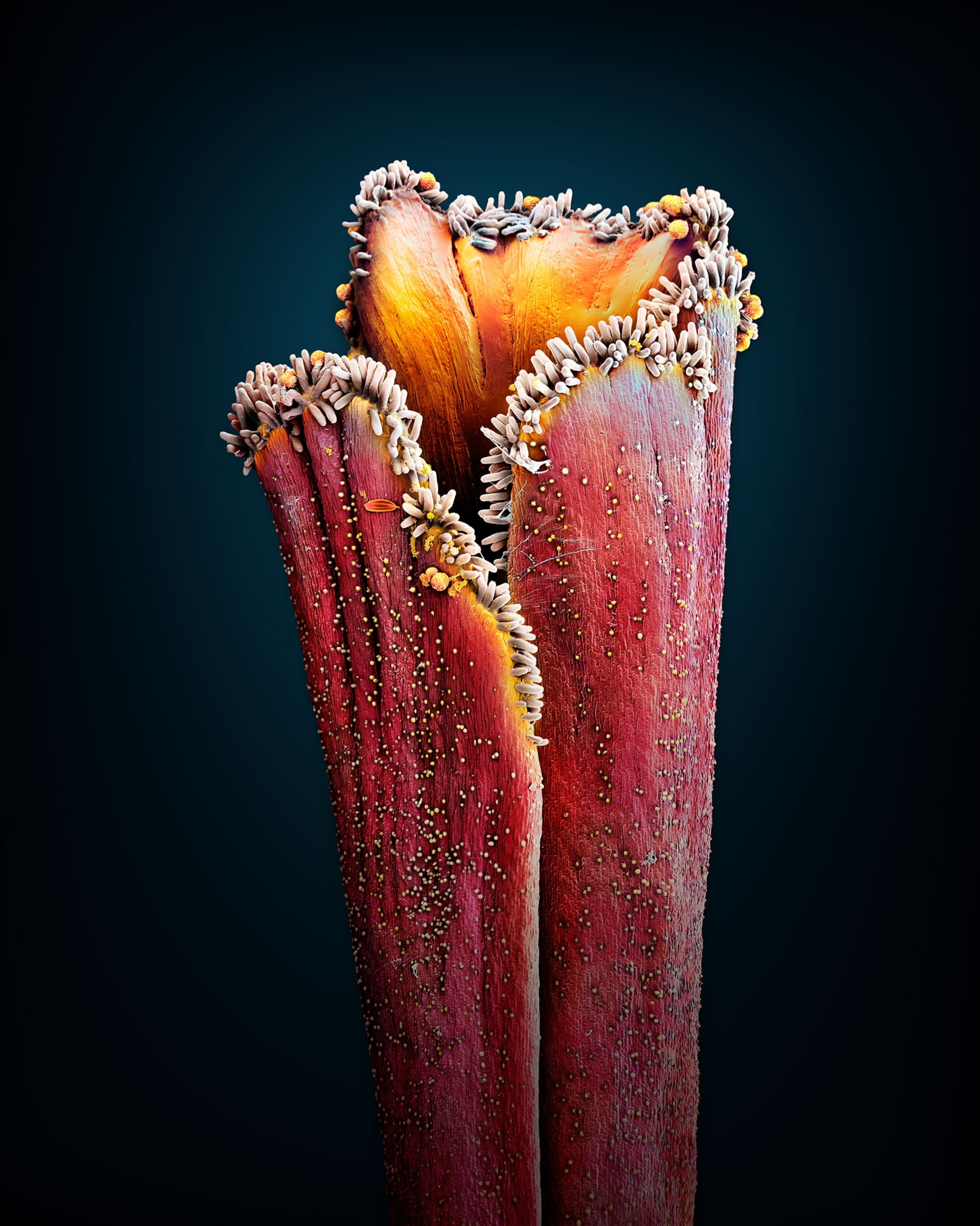 saffron magnified to reveal microscopic details