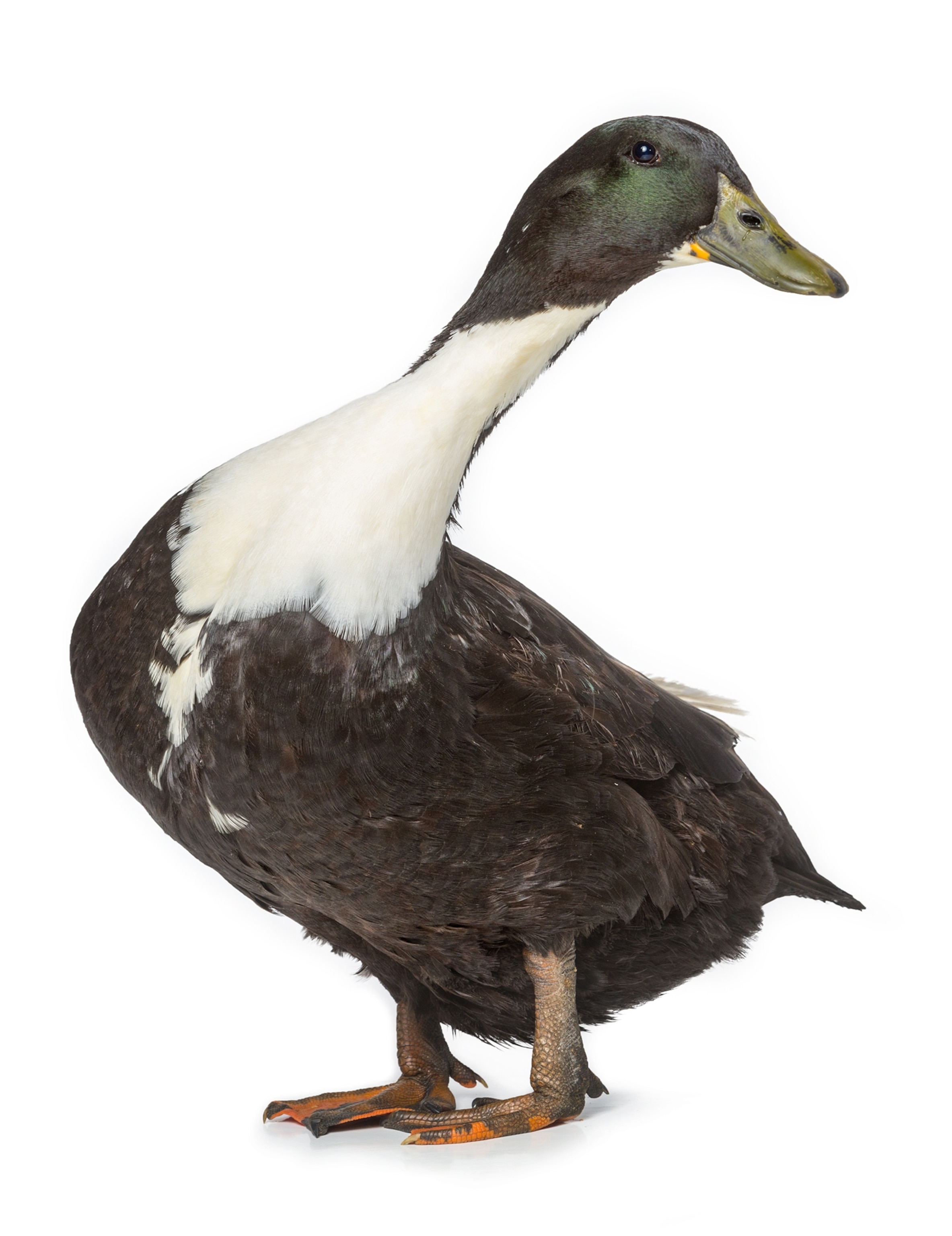 duck.
