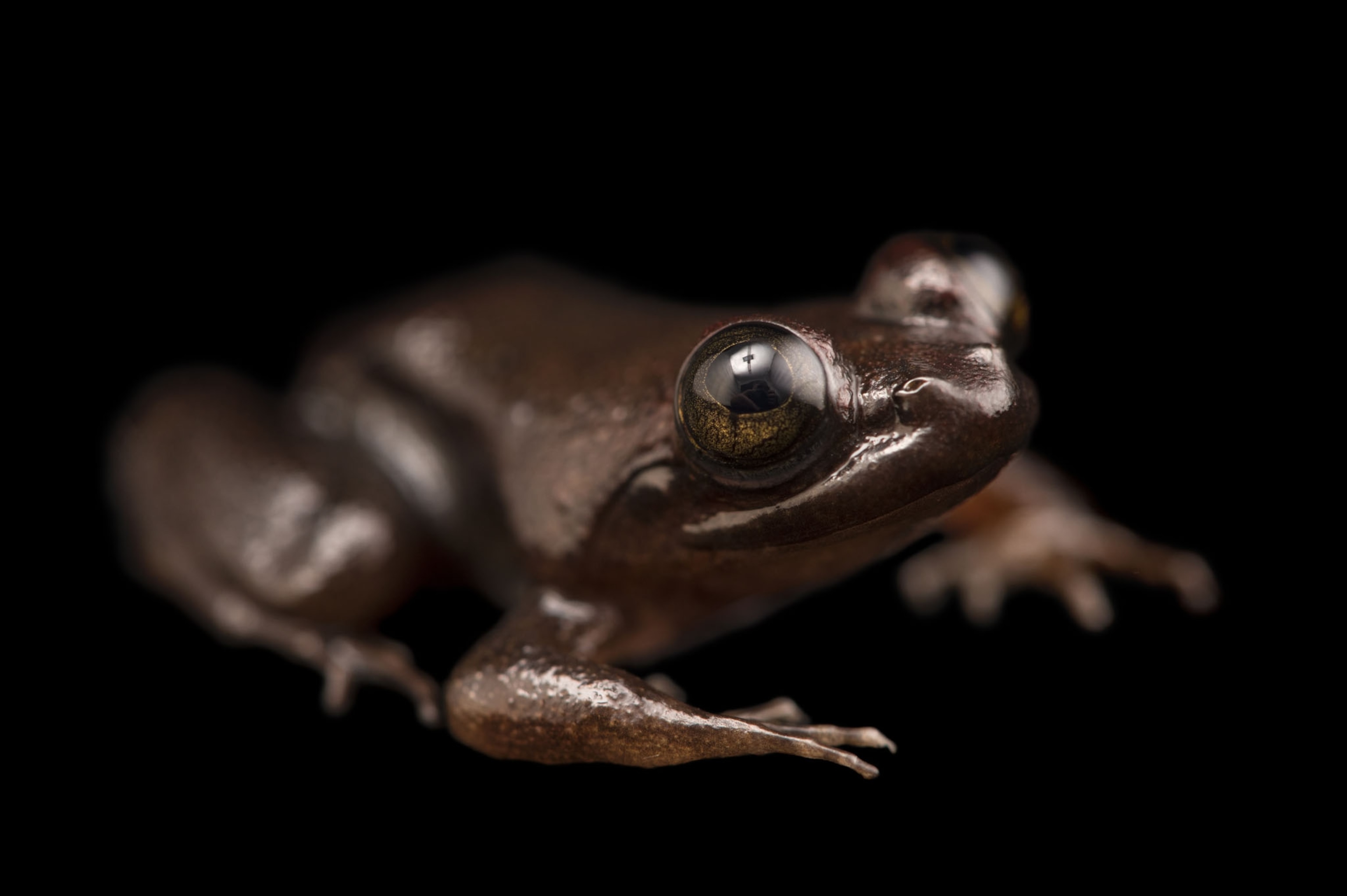 a frog