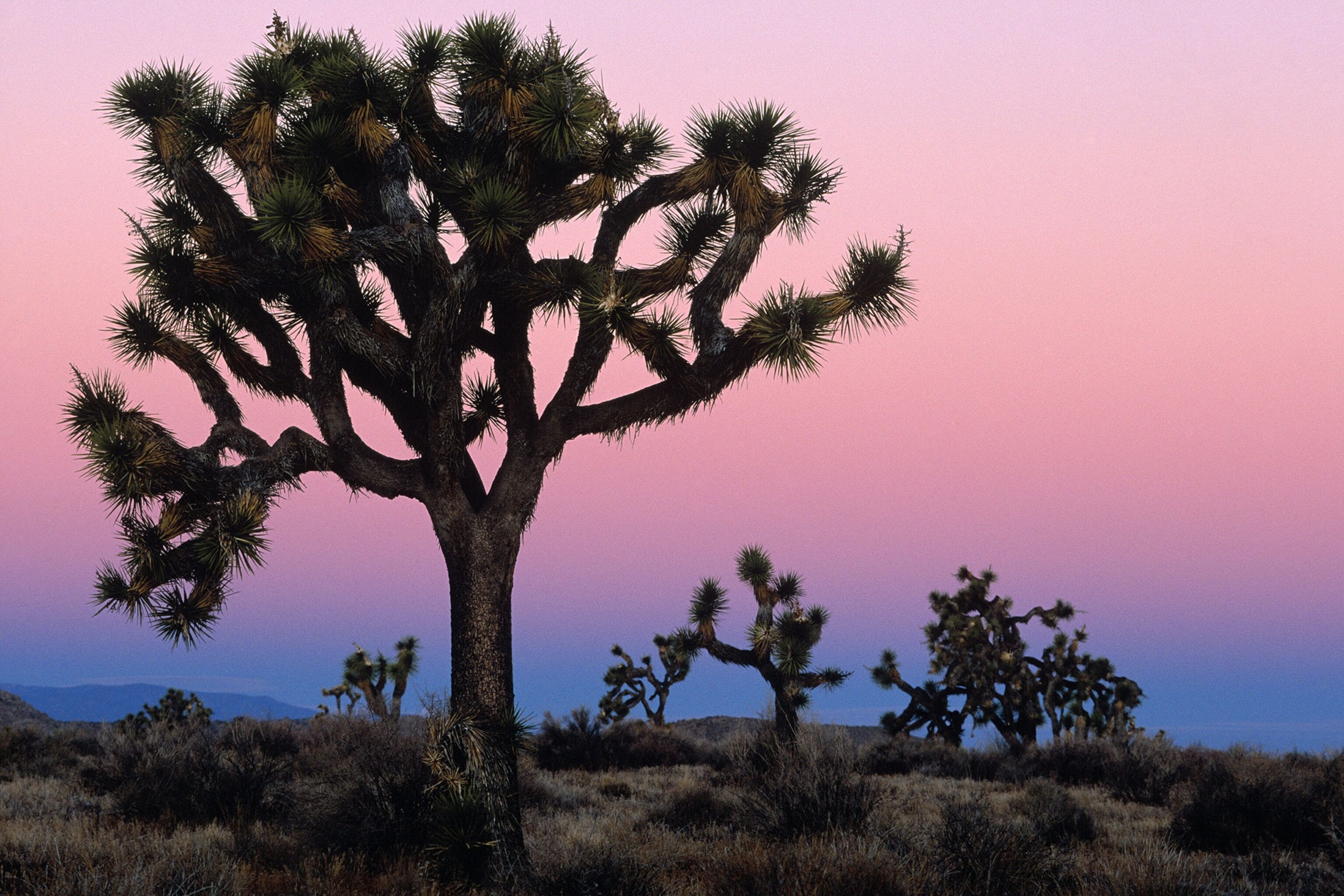 joshua tree at sunset