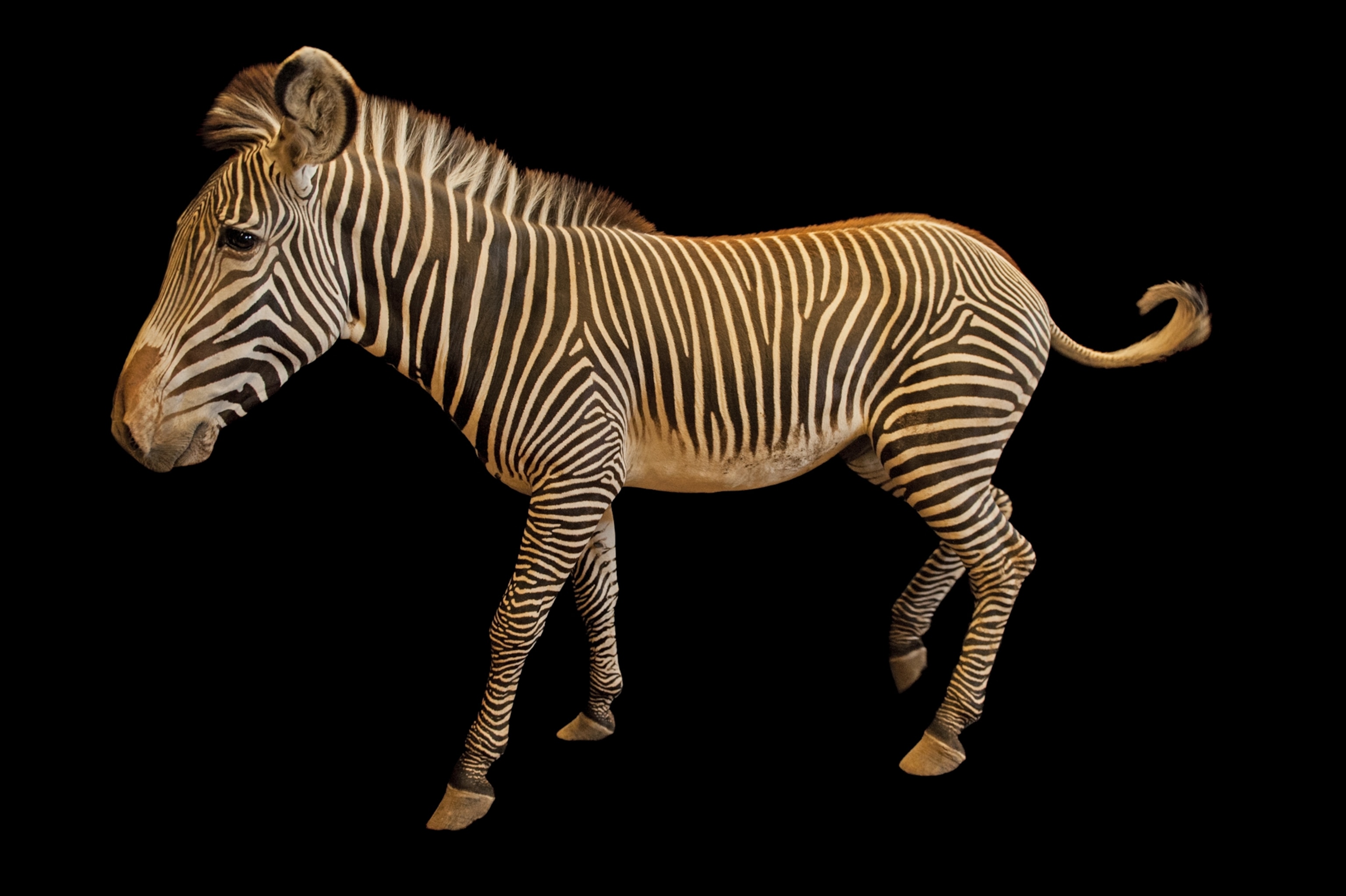a Grevy’s zebra