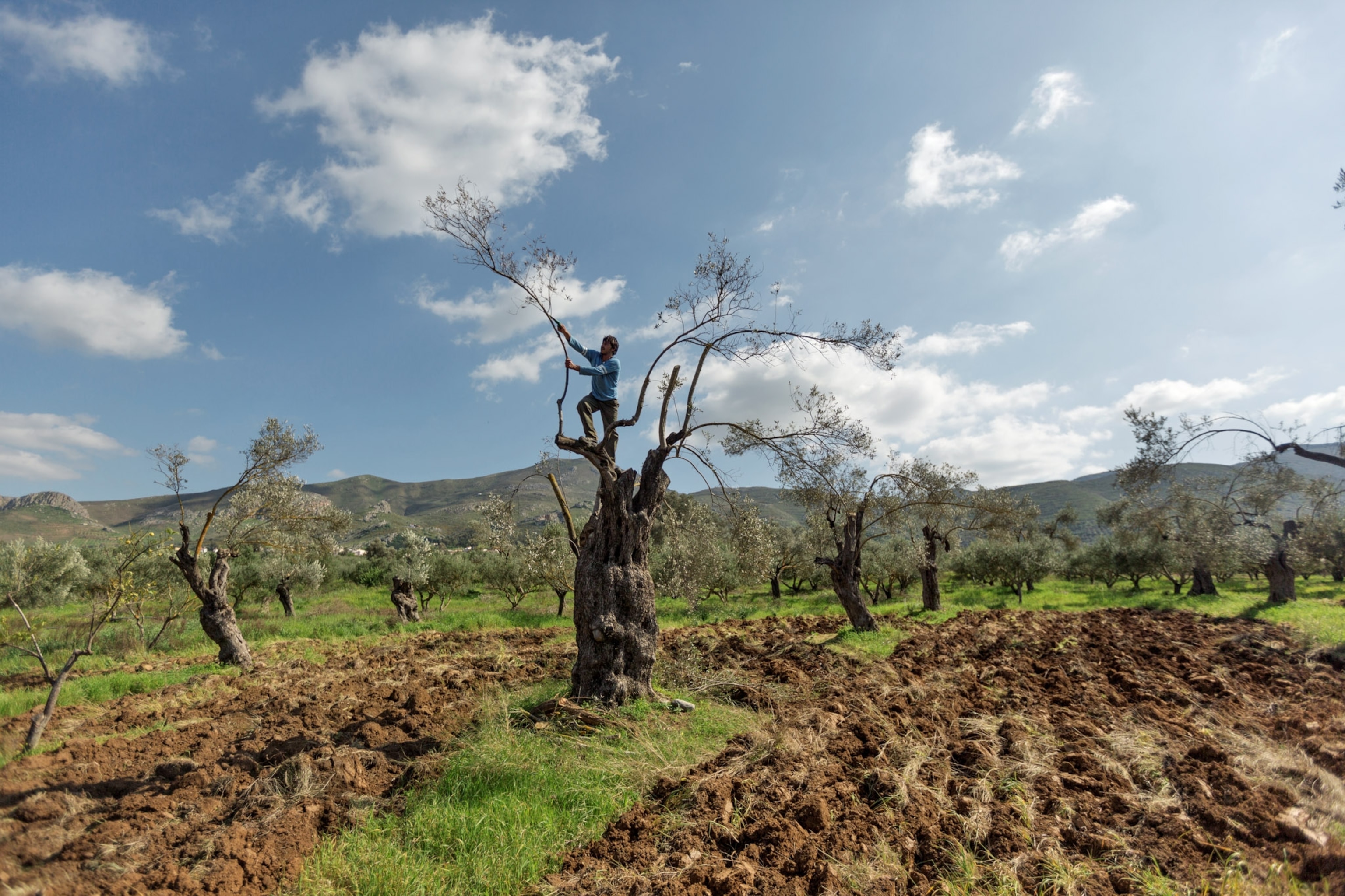 A man stands on top of an olive oil tree in a grove bending a branch.