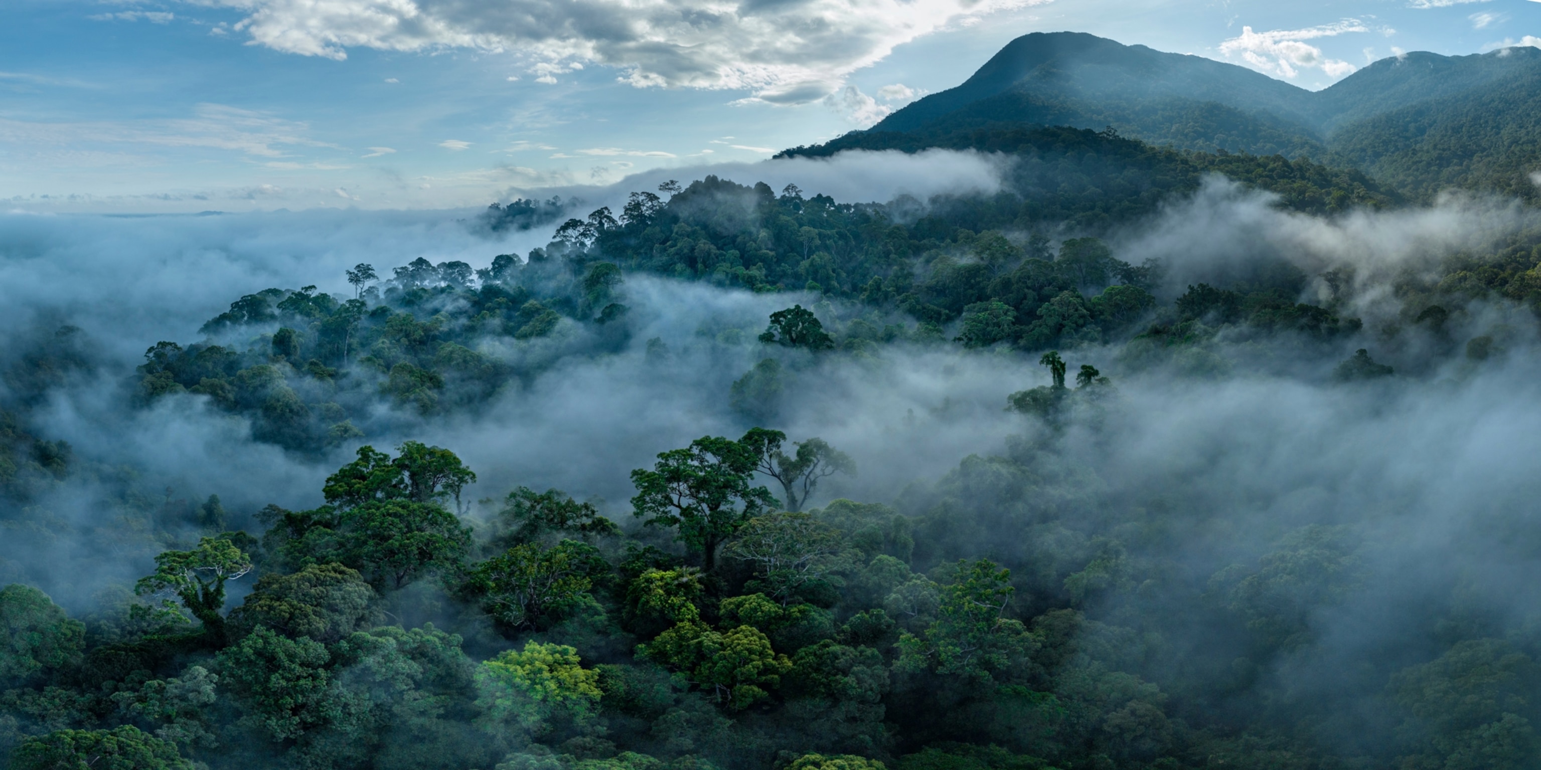 Drone Shot of Lowland Rainforest with clouds below the trees and mountains in the distance. The trees are green and lush and the sky in blue with scattered clouds.