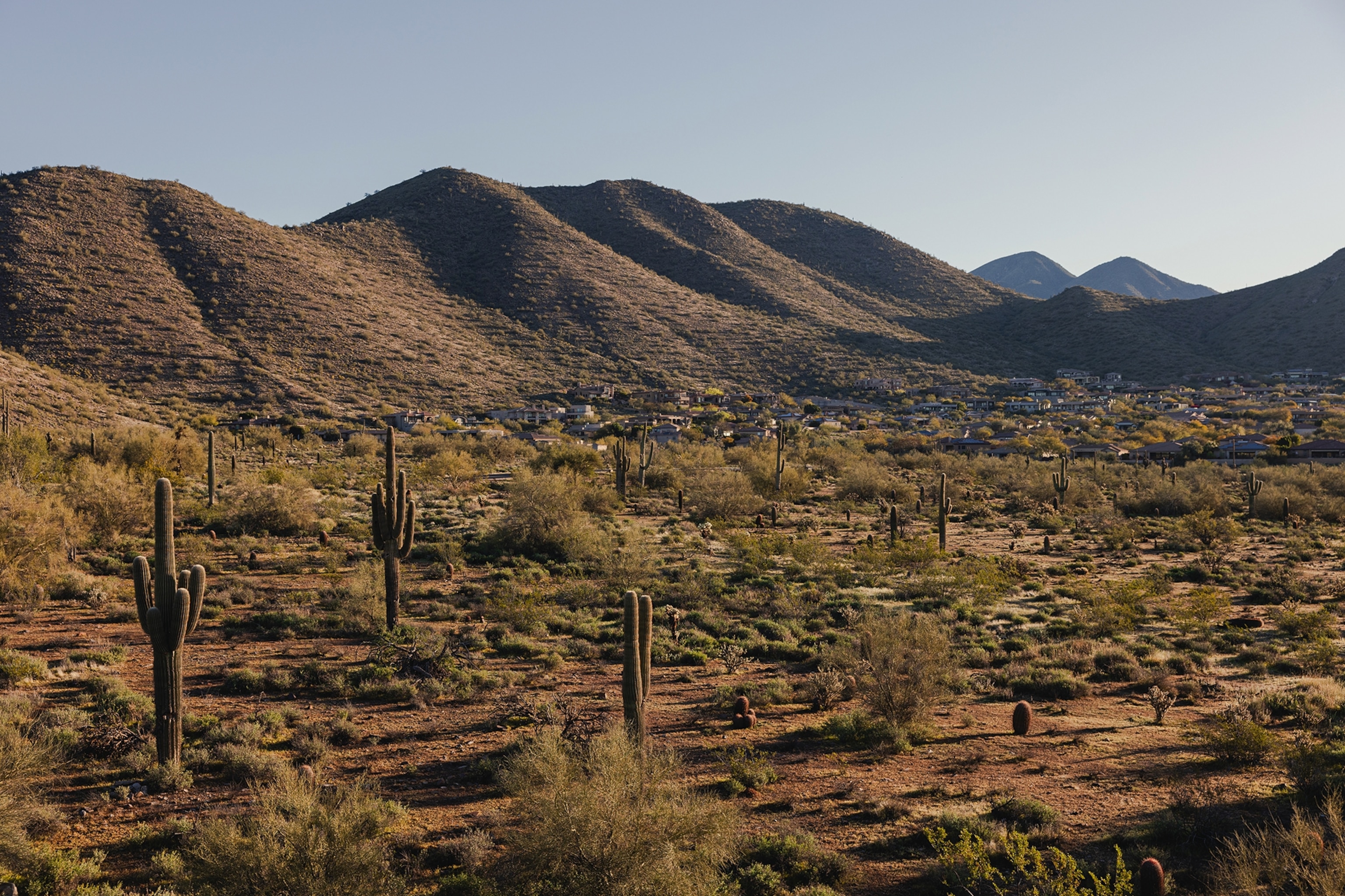 A picture of the dry green landscape in Scottsdale, Arizona.