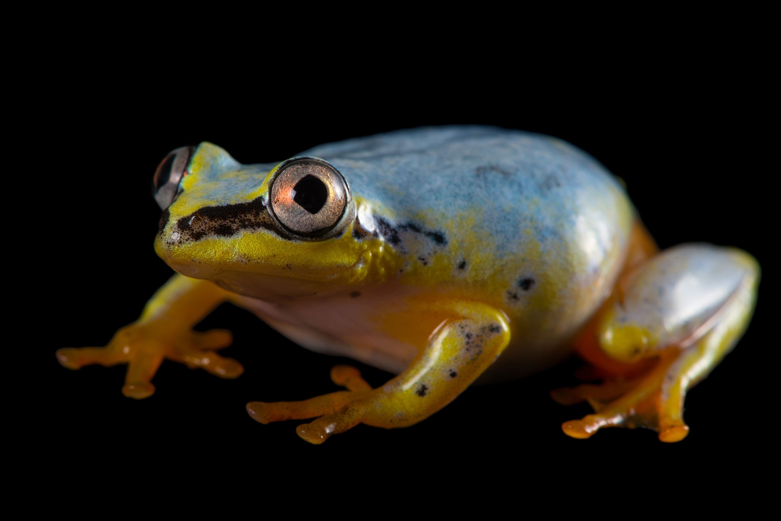 a Madagascar reed frog