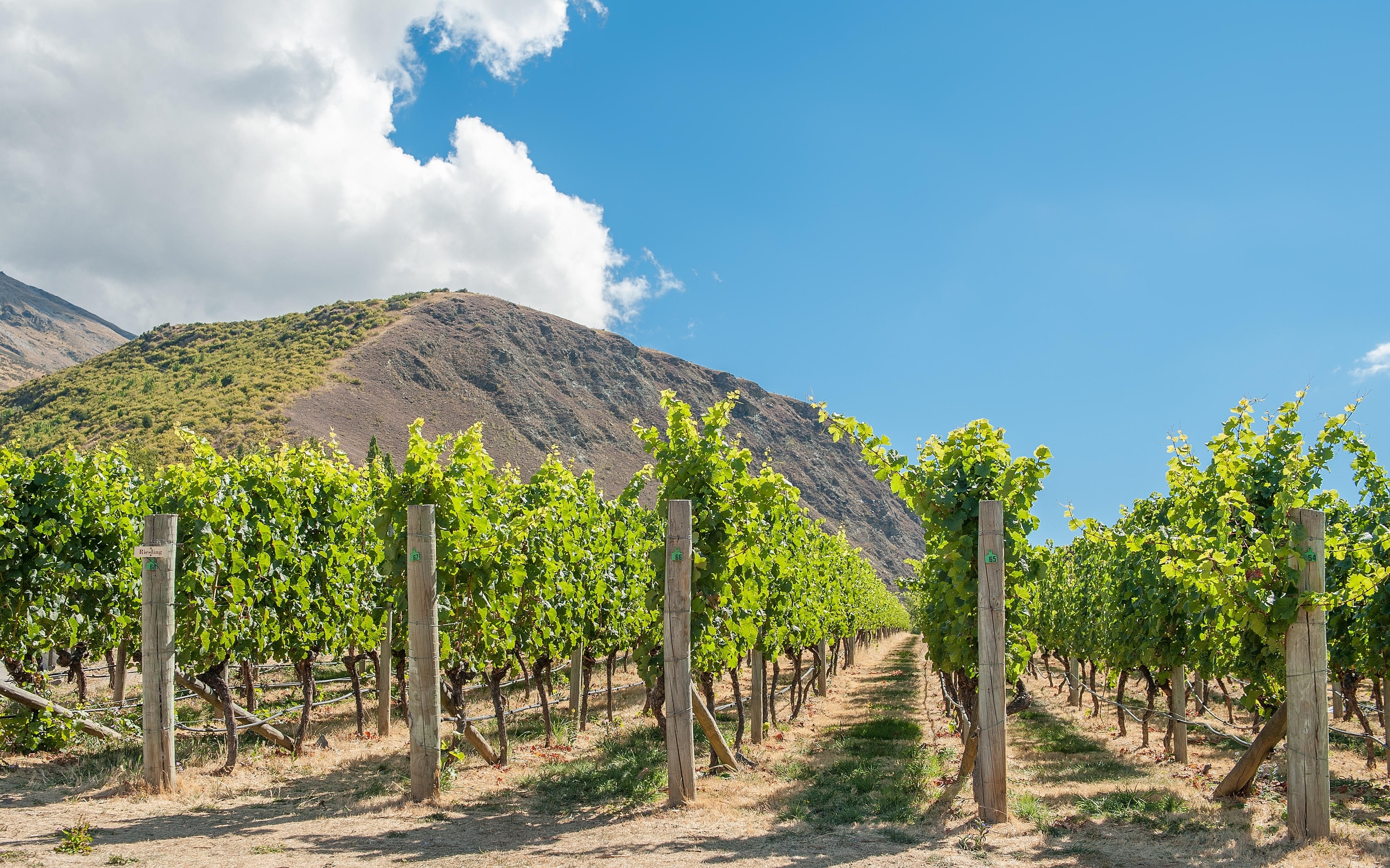 Gibbston Valley in Central Otago wine region on the South Island in New Zealand.