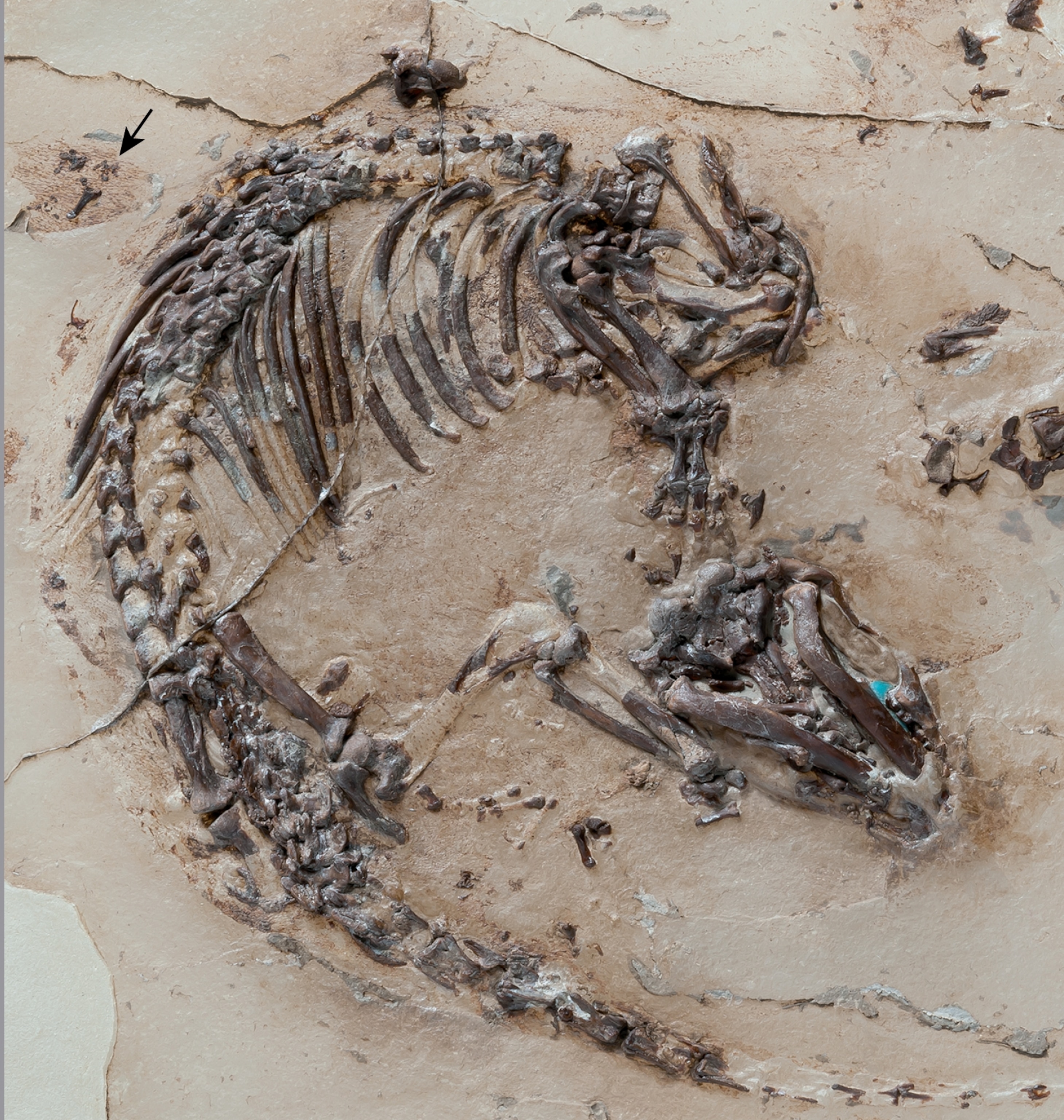 The skeleton of Spinolestes. Photo courtesy the University of Chicago.