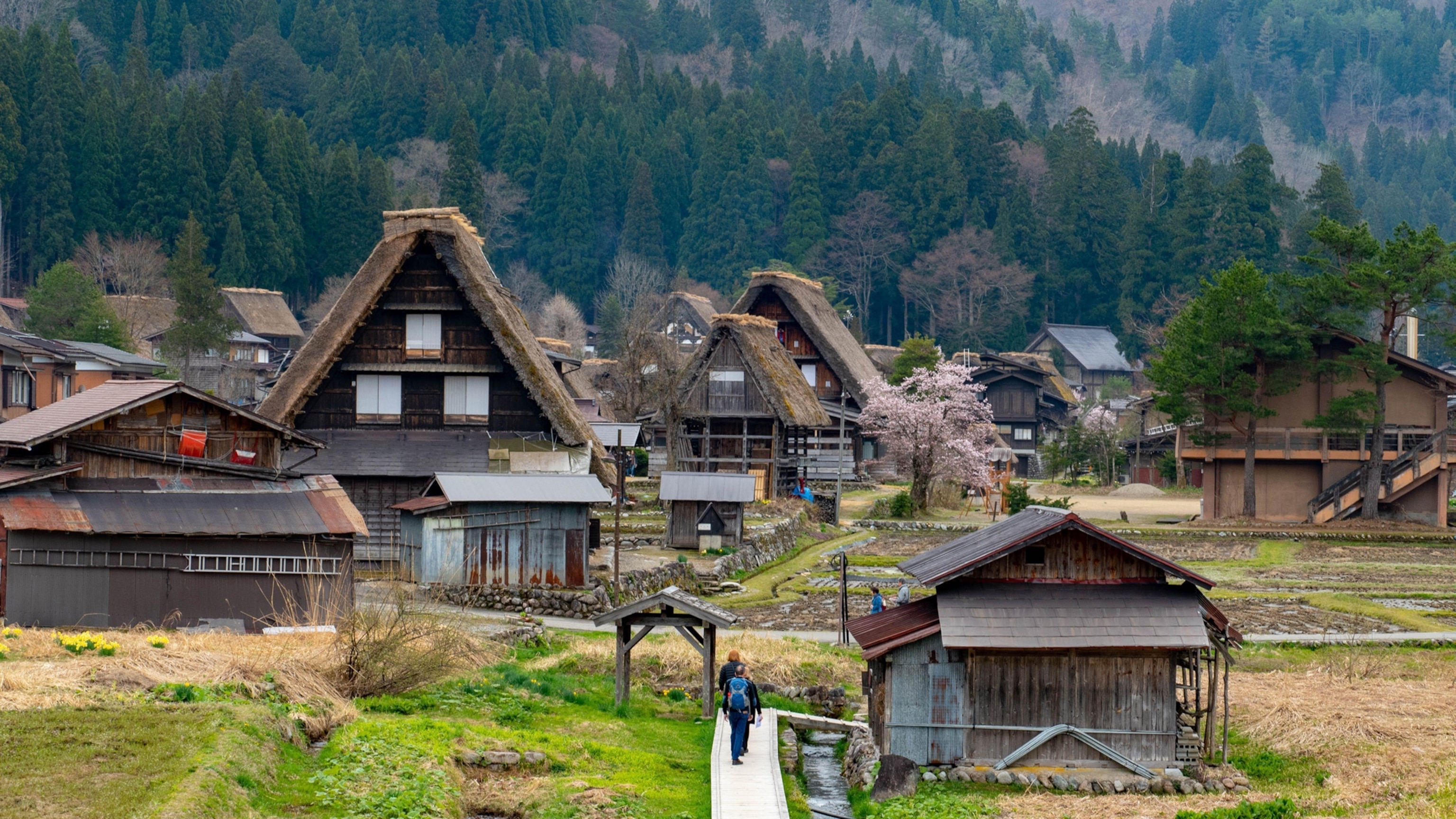 A scenic view of historic villages of Shirakawa-go and Gokayama in Japan featuring Gasshō-zukuri style-houses, characterized by a thatched and steeply slanting roof