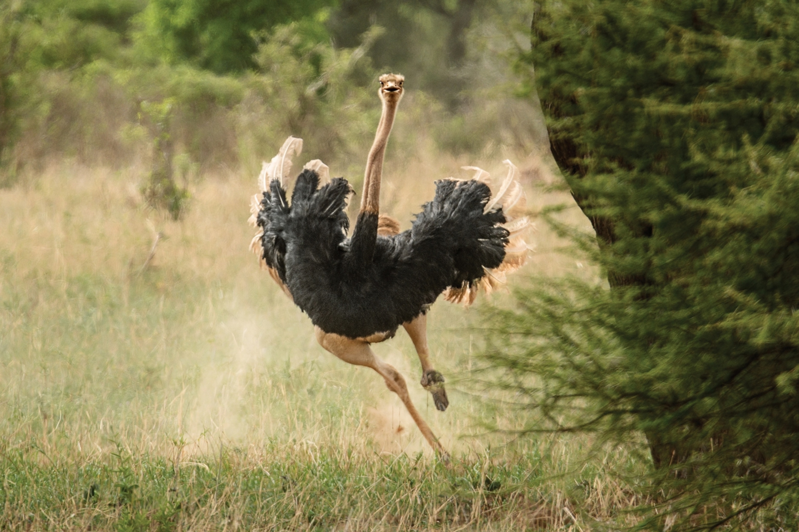 ostrich running toward camera.
