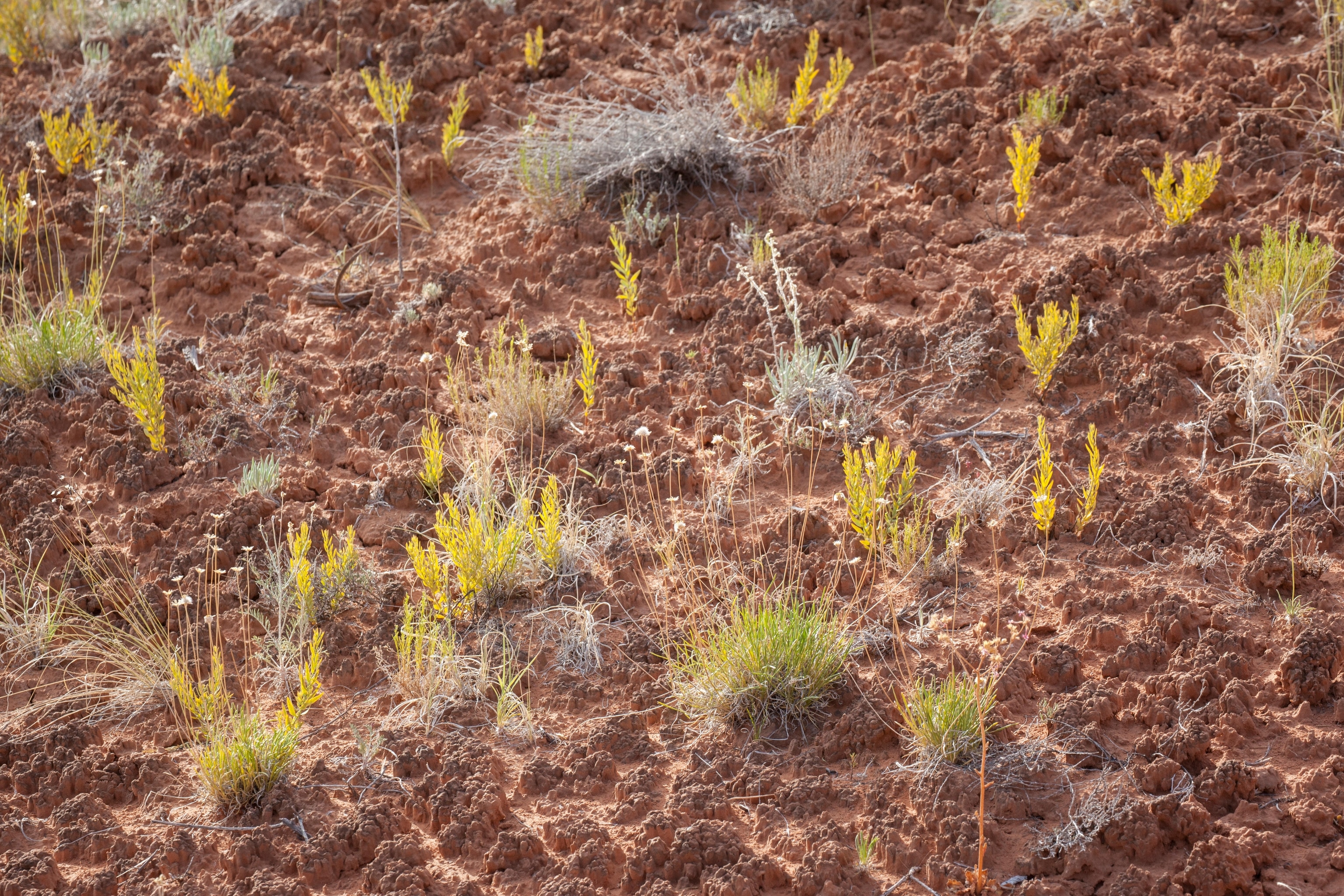A healthy example of cryptobiotic soil crust in a desert in Utah.
