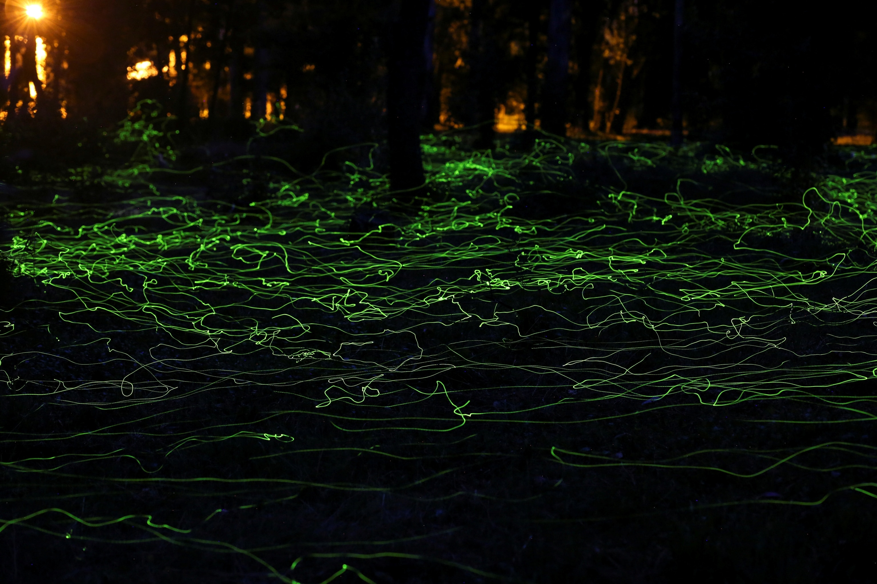 A long exposure shows the flightpath of hundreds of fireflies across the forest floor in Chile.