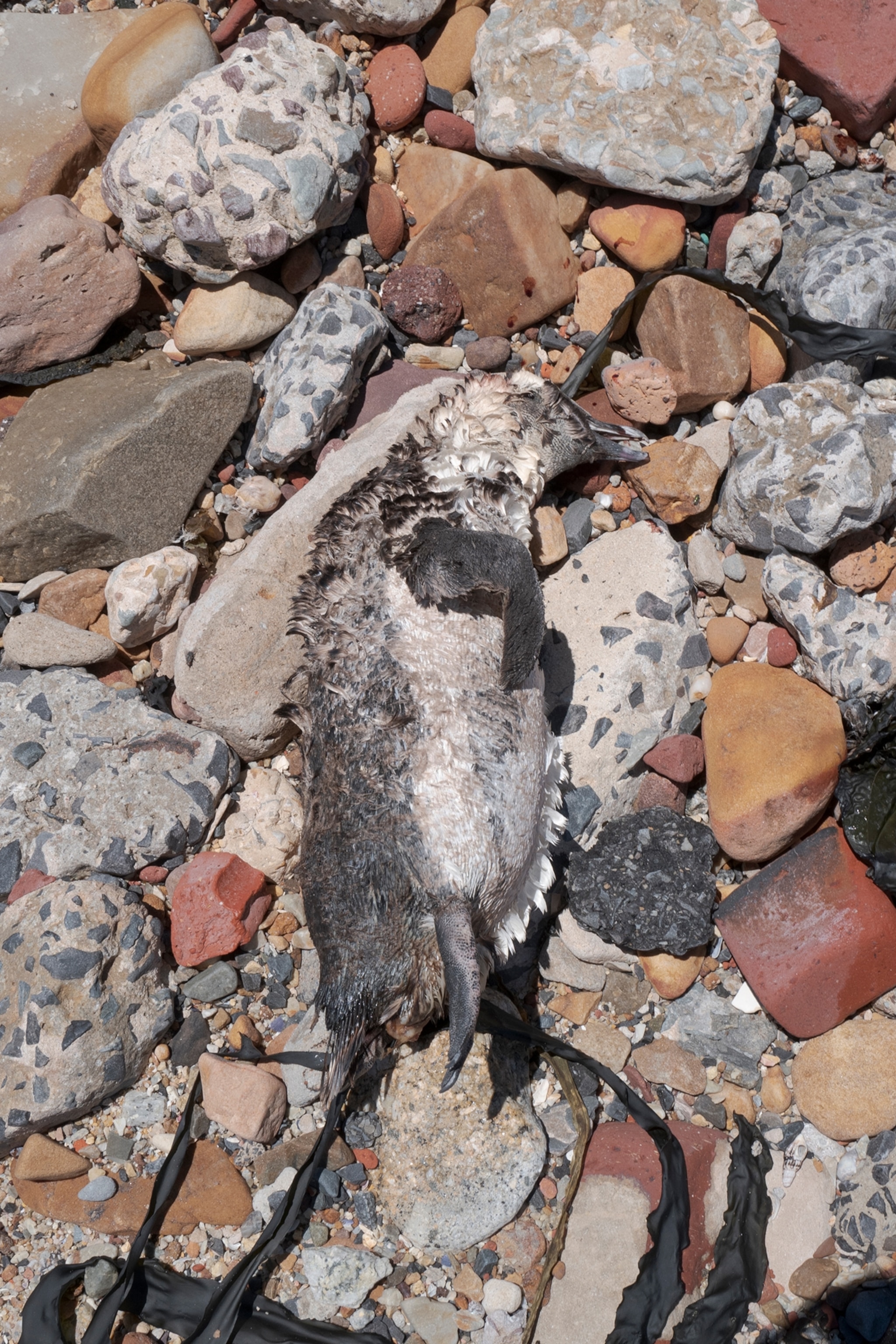 Picture of a dead African penguin is found on the beach of the Institute of Marine Technology colony in Simon's Town
