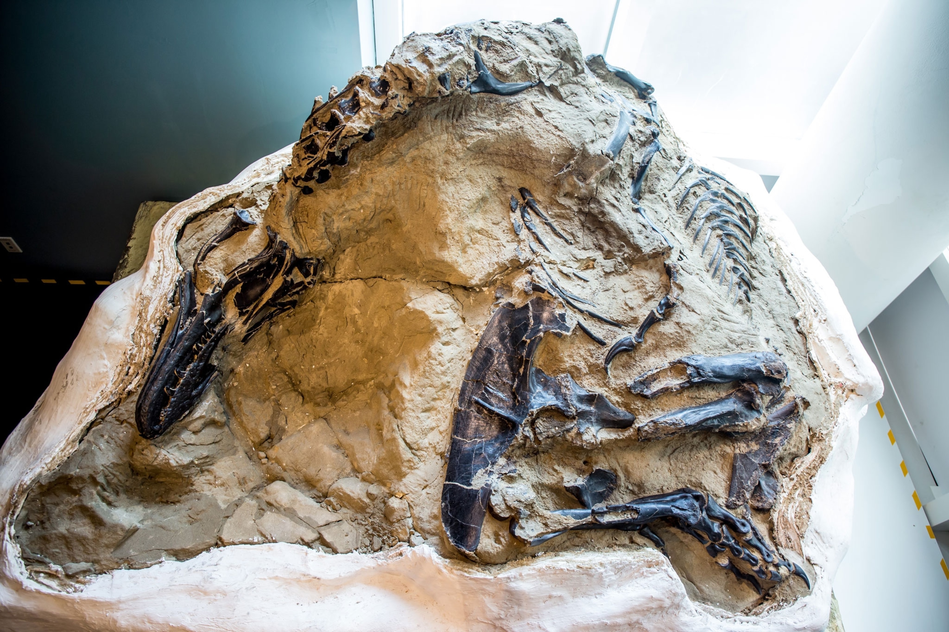 fossil of Triceratops and T. rex