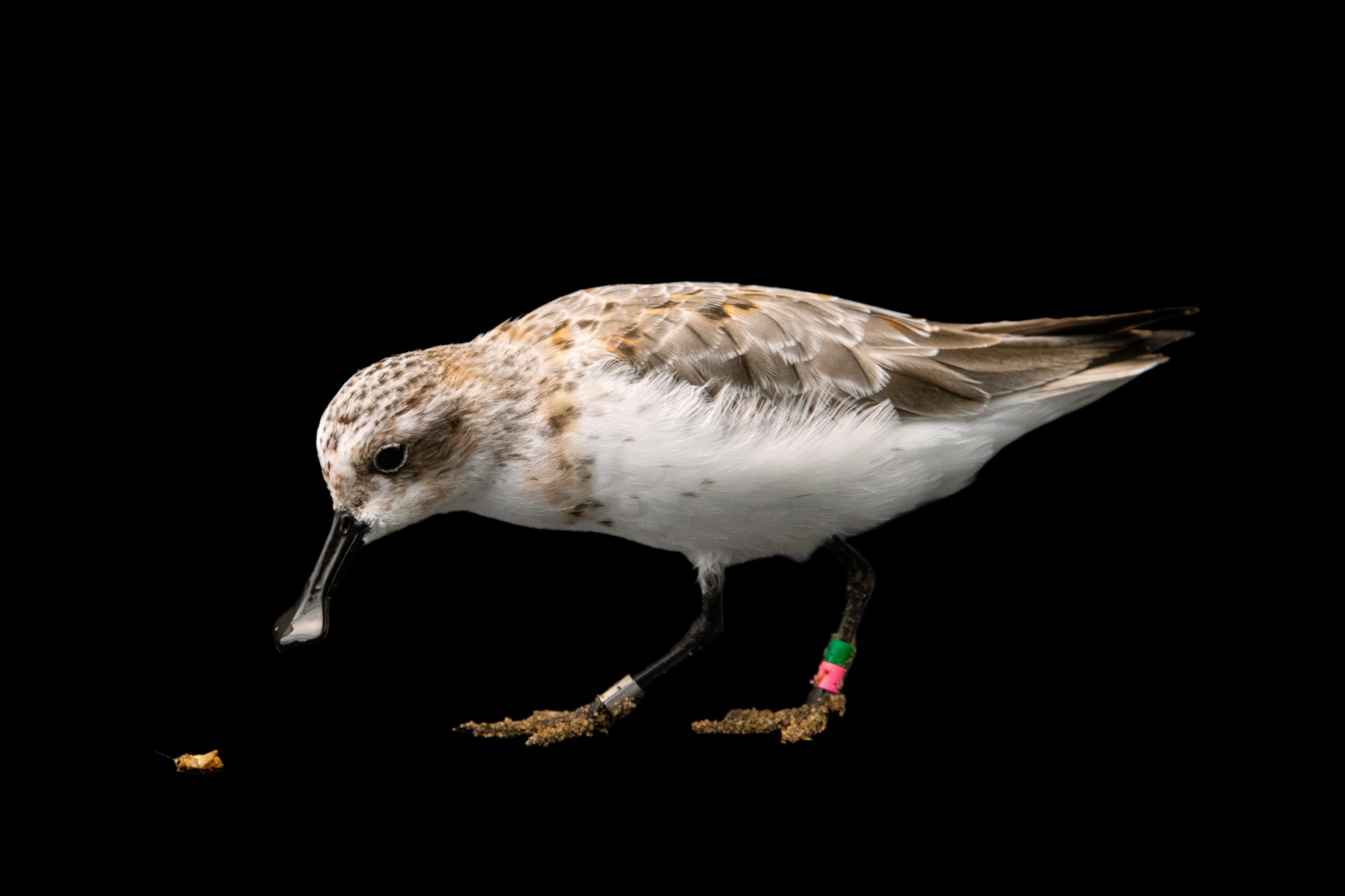 Picture of a spoon-billed sandpiper.