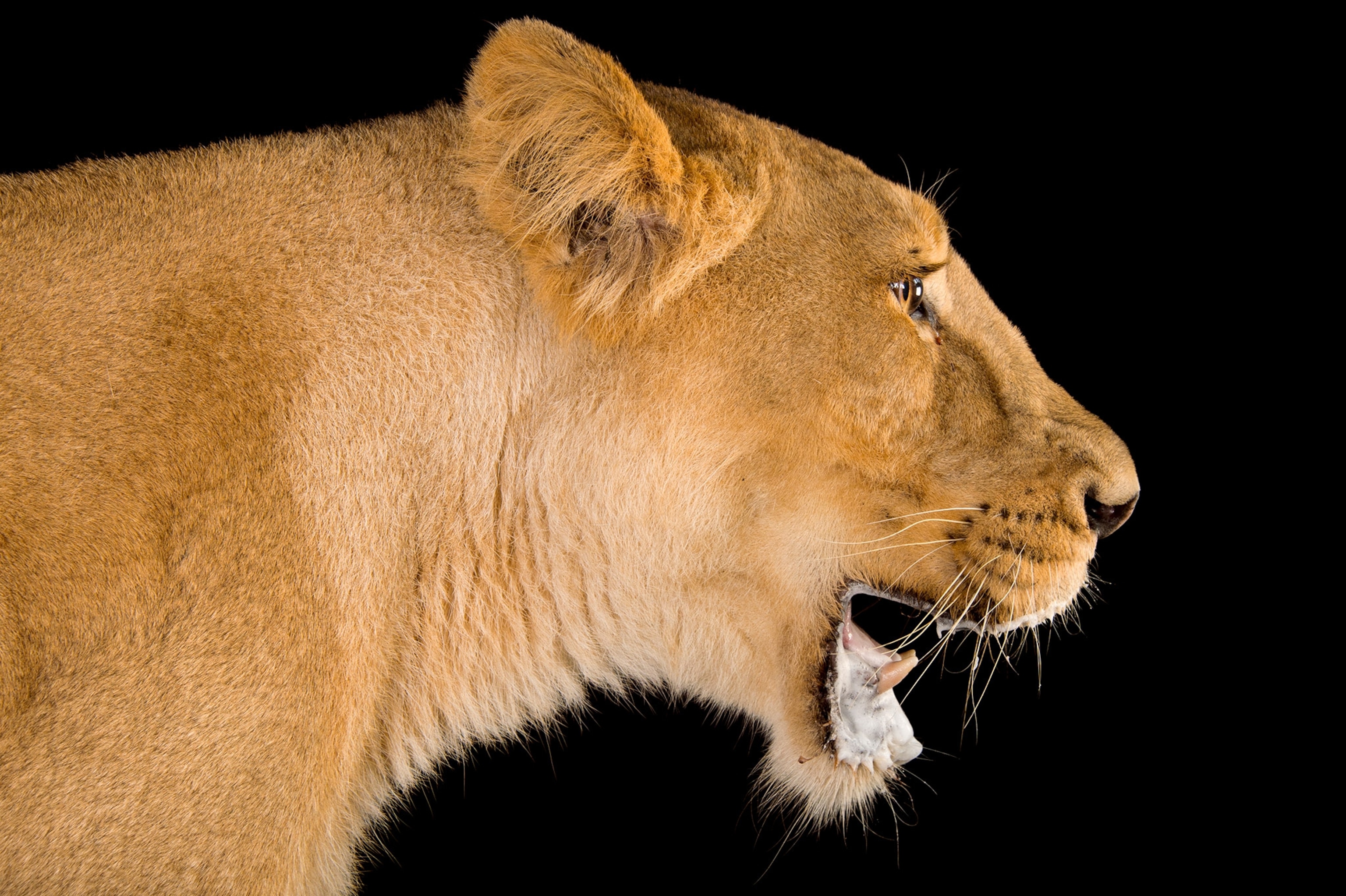 Asiatic lion